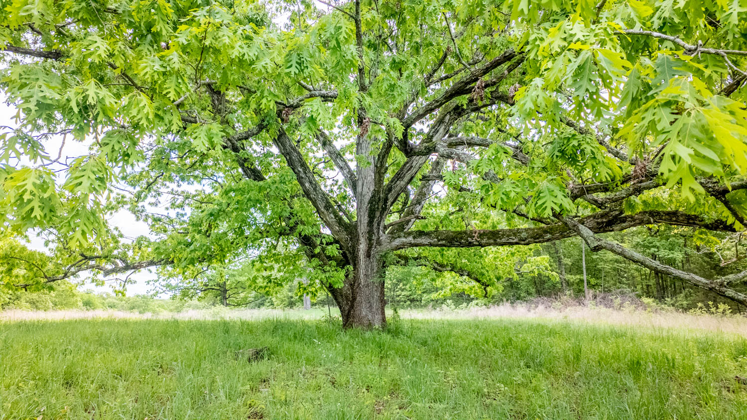 BEAUTIFUL FARM FOR SALE IN THE OZARKS