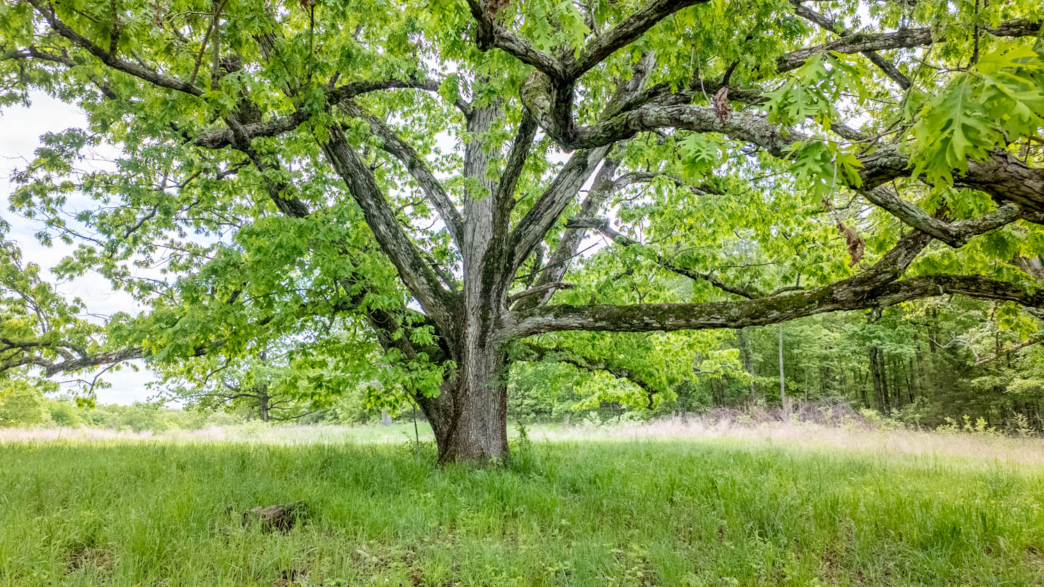 BEAUTIFUL FARM FOR SALE IN THE OZARKS