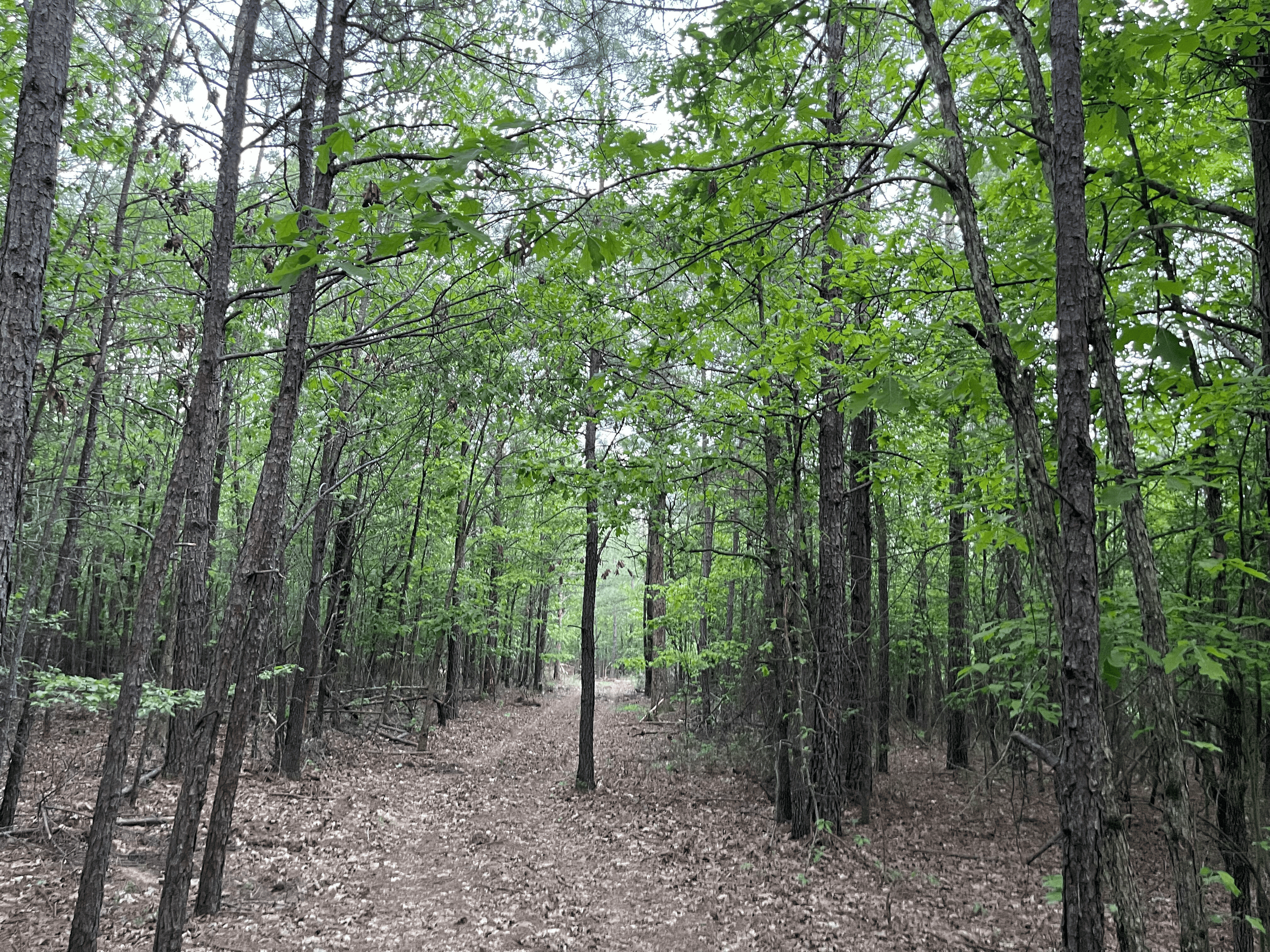 40 acres mol located just off of Wild Horse Trail in McCurtain, County, OK