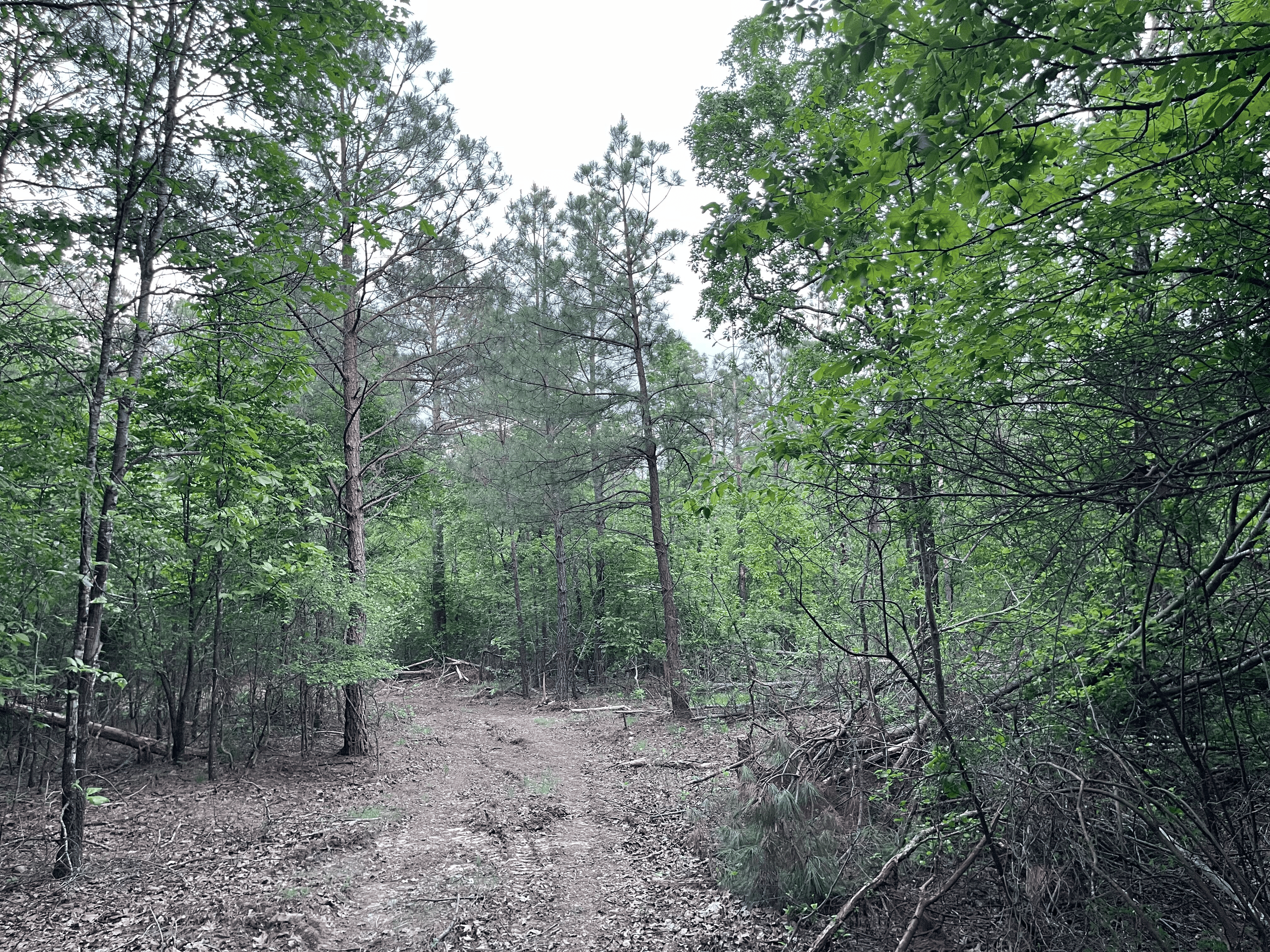 40 acres mol located just off of Wild Horse Trail in McCurtain, County, OK