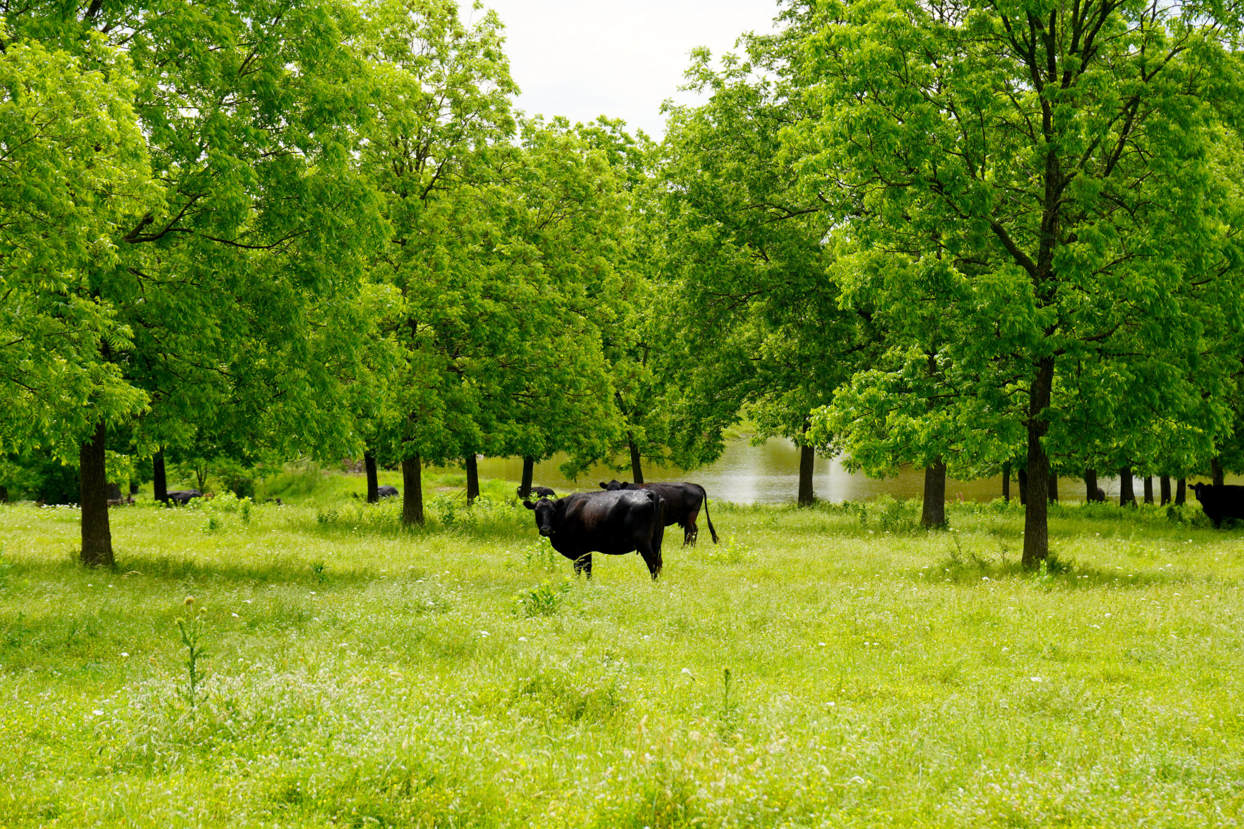 Central Oklahoma Ranch For Sale, Lincoln County