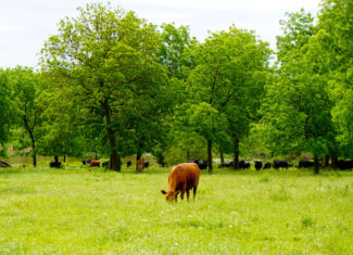 Central Oklahoma Ranch For Sale, Lincoln County