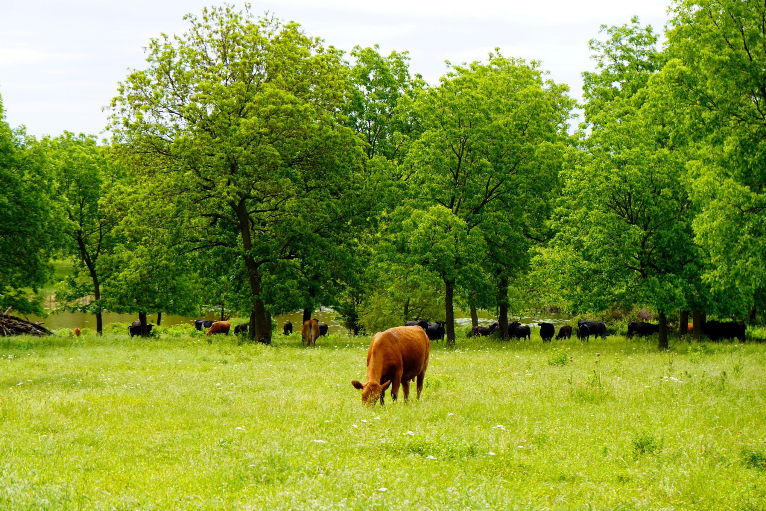 Central Oklahoma Ranch For Sale, Lincoln County