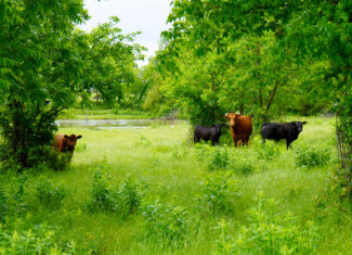 Central Oklahoma Ranch For Sale, Lincoln County