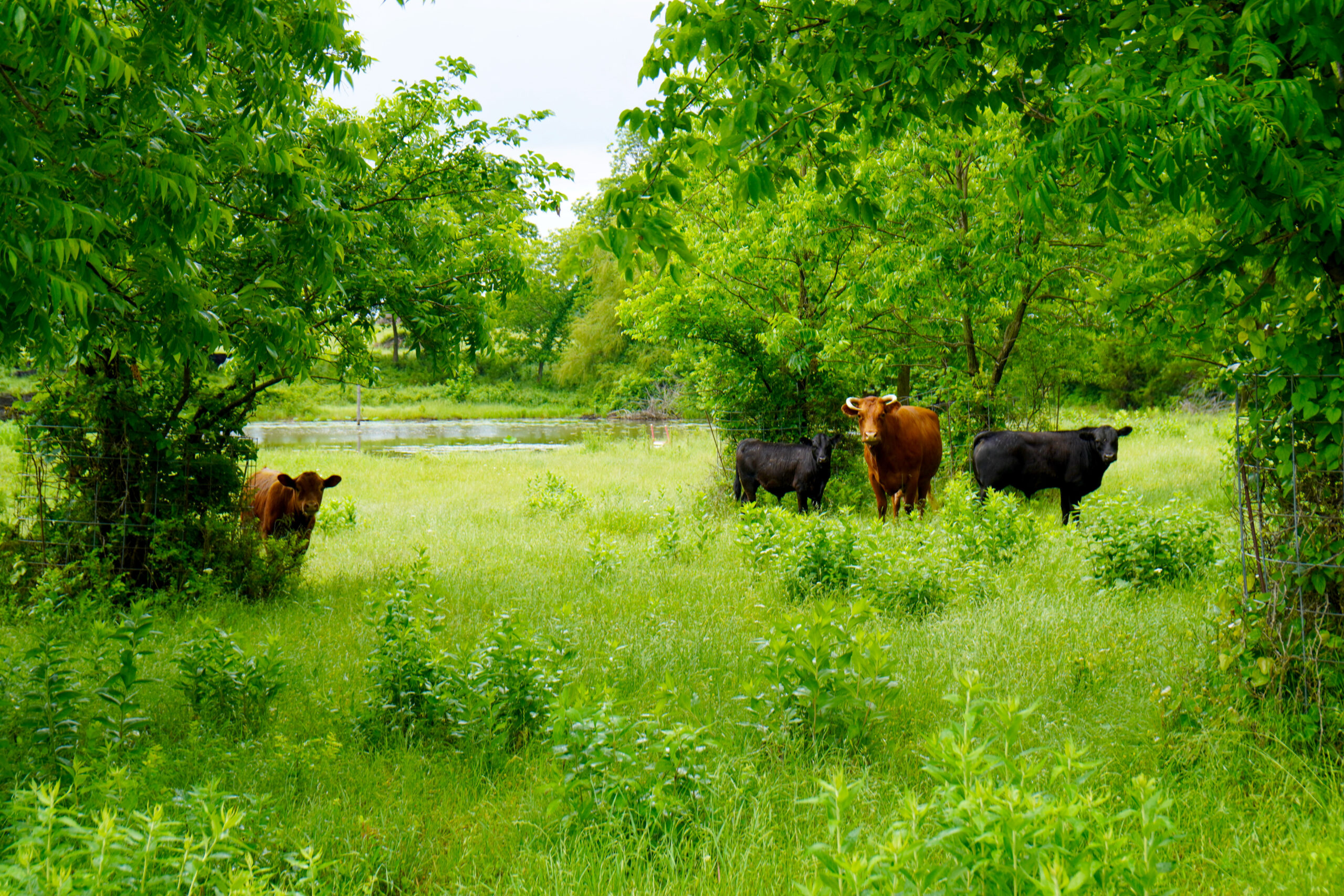 Central Oklahoma Ranch For Sale, Lincoln County