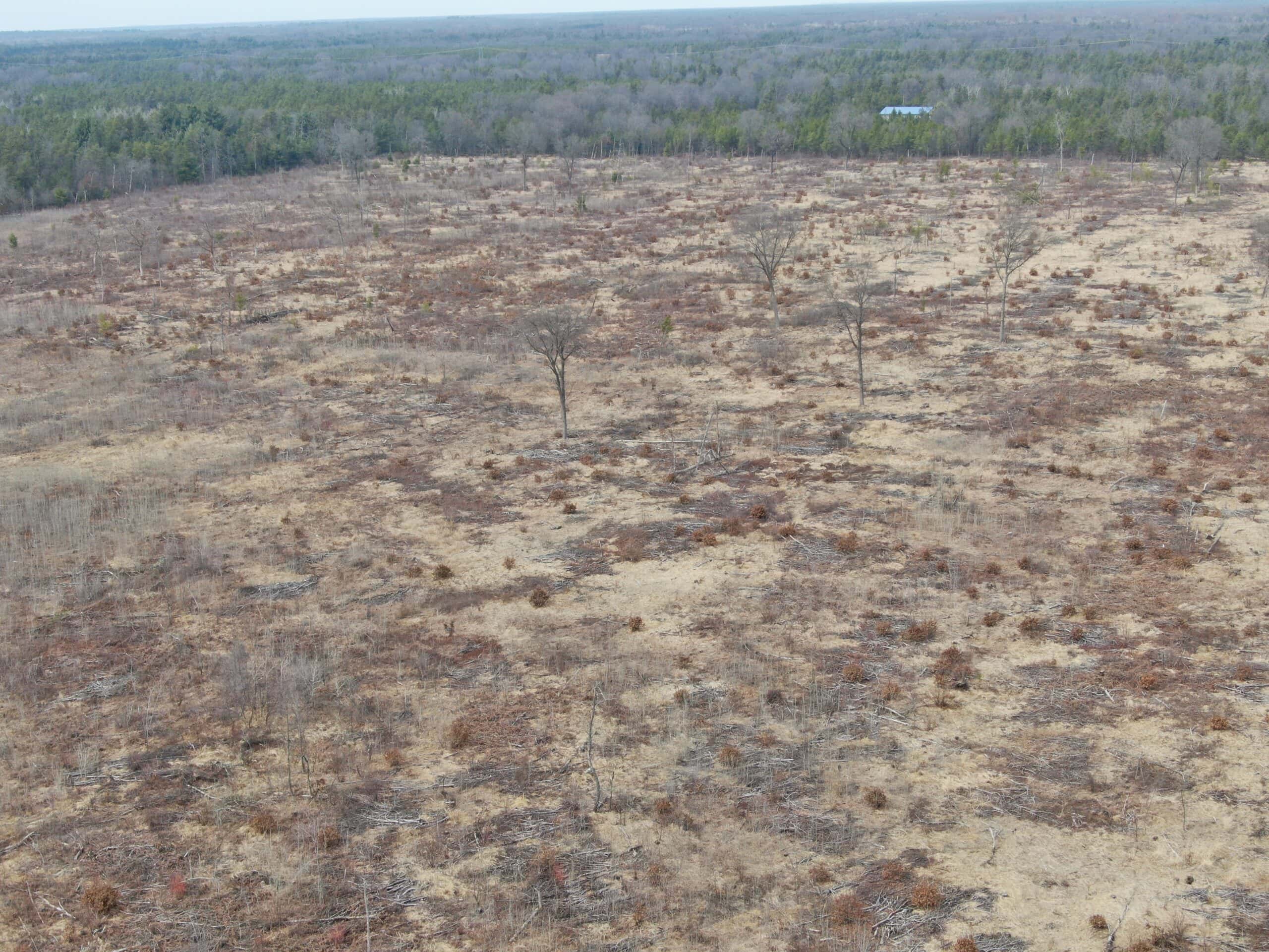 80 Acres of Juneau County Timber Land