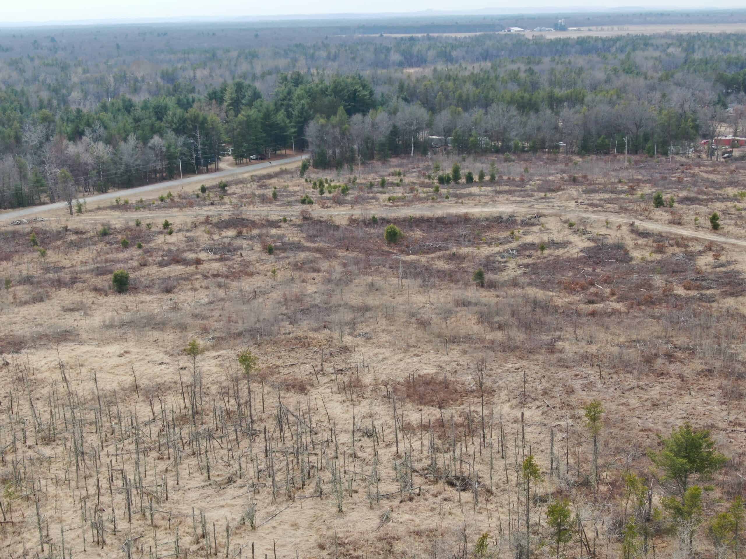 80 Acres of Juneau County Timber Land