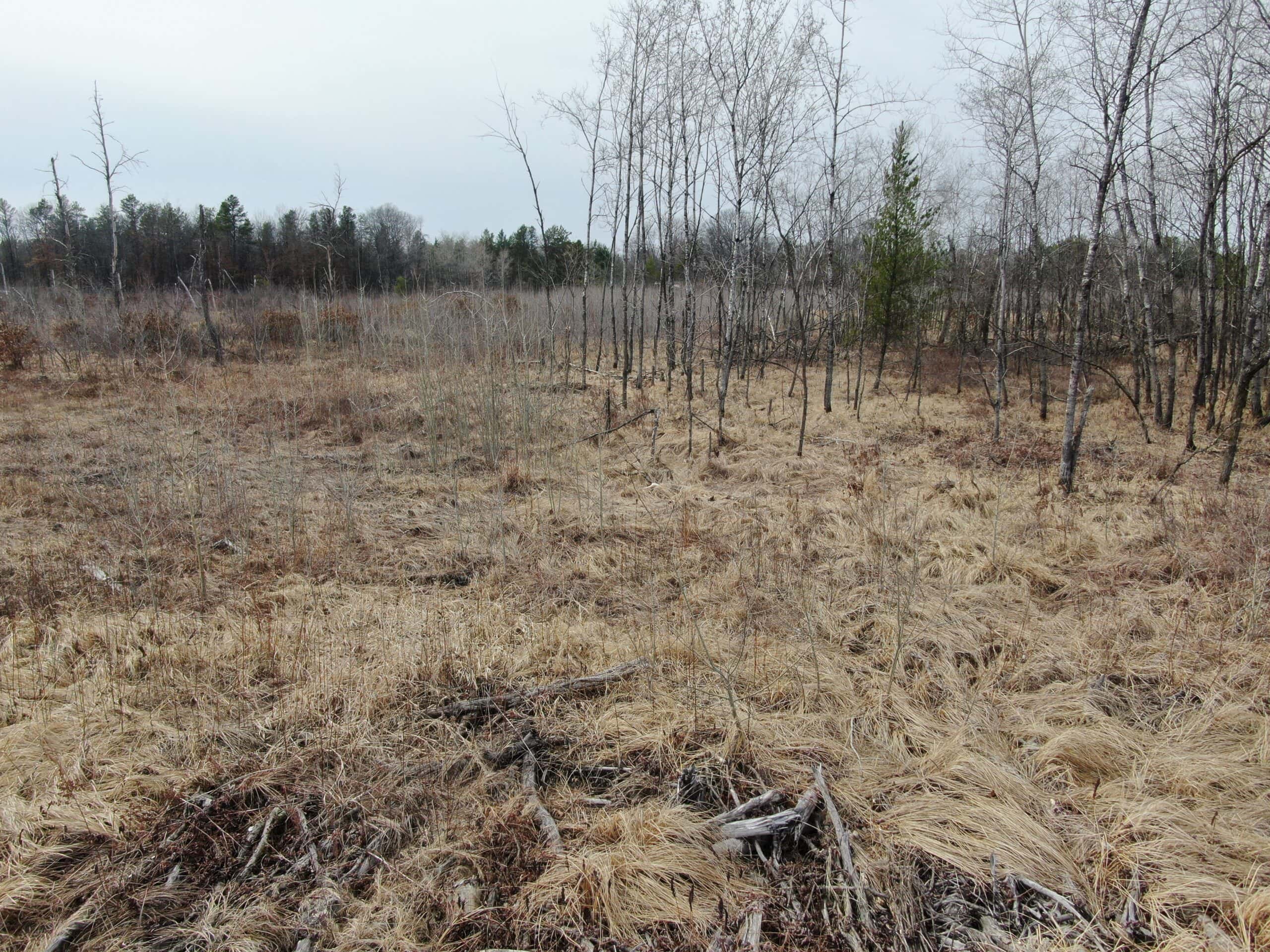 80 Acres of Juneau County Timber Land