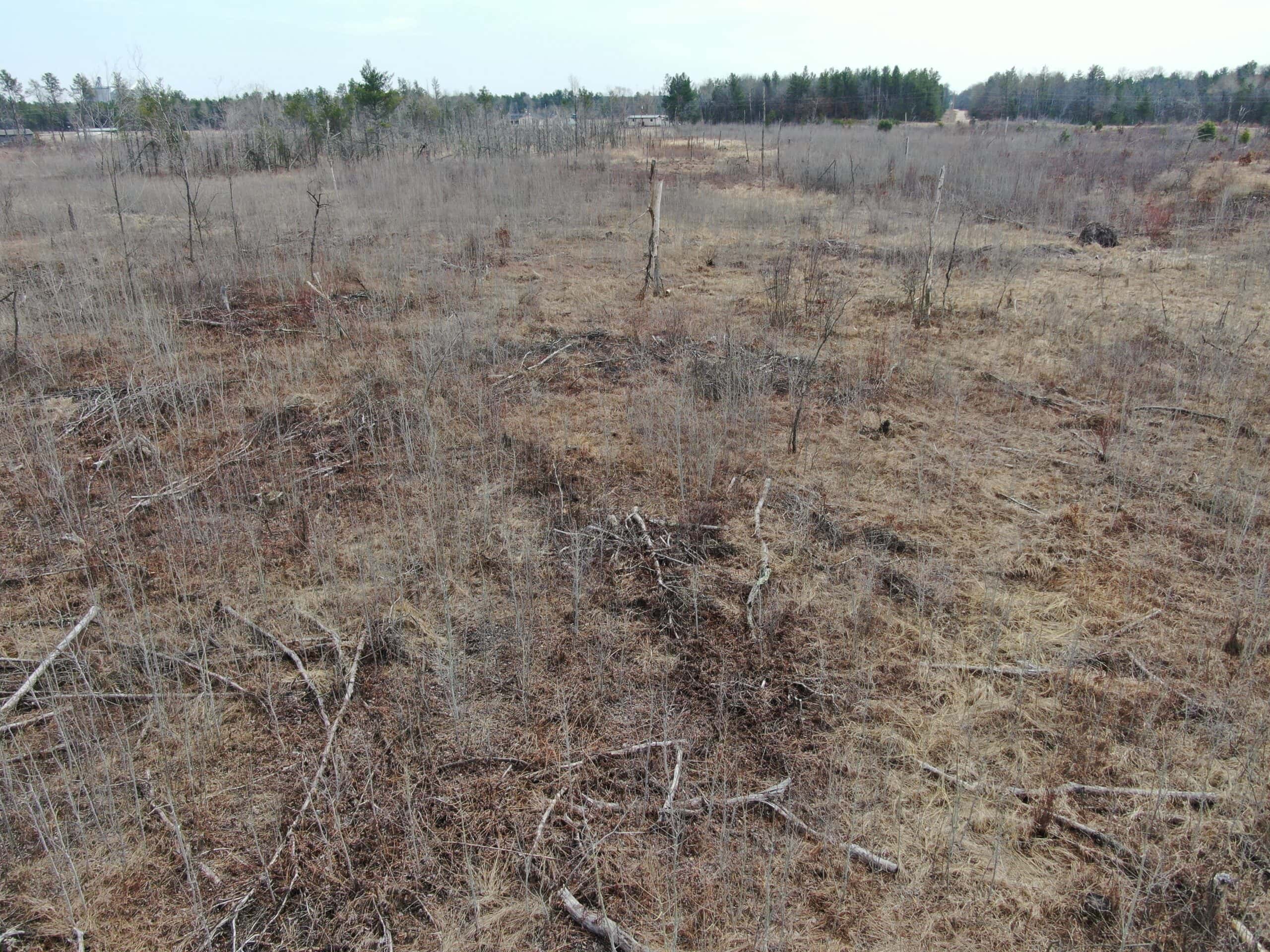80 Acres of Juneau County Timber Land