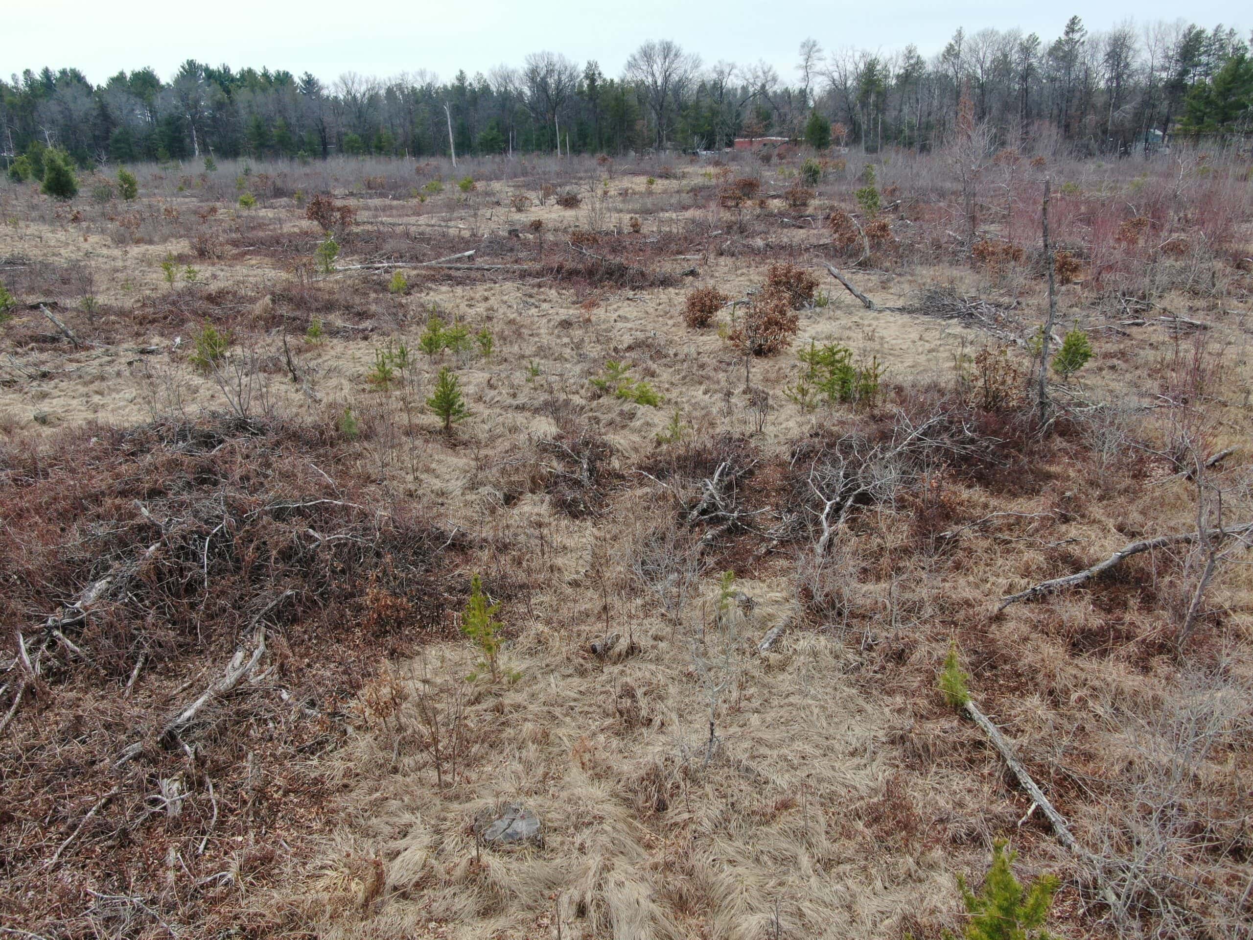 80 Acres of Juneau County Timber Land