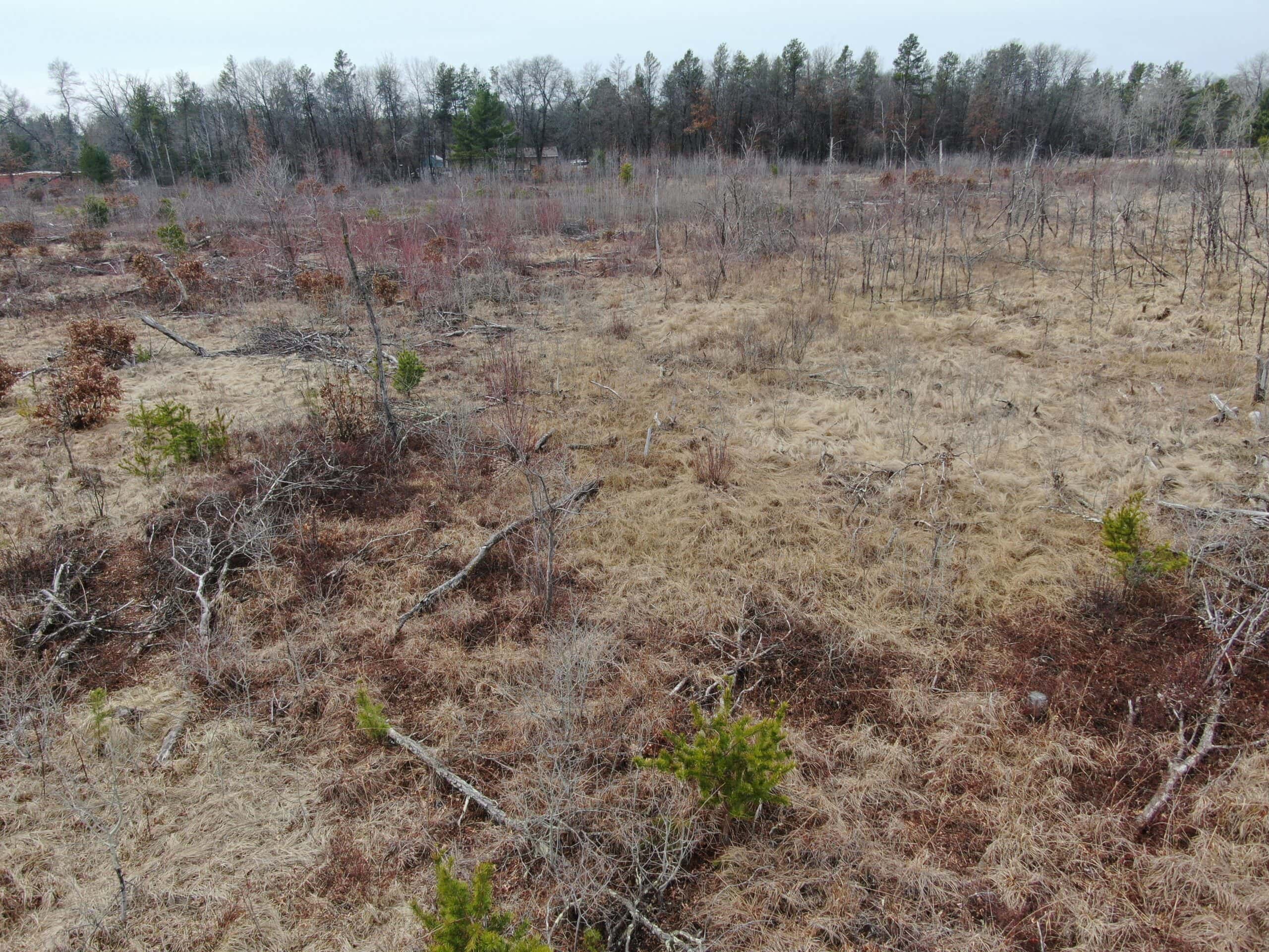 80 Acres of Juneau County Timber Land