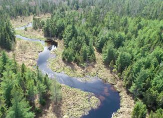 1206± Acres of Pristine Forestland