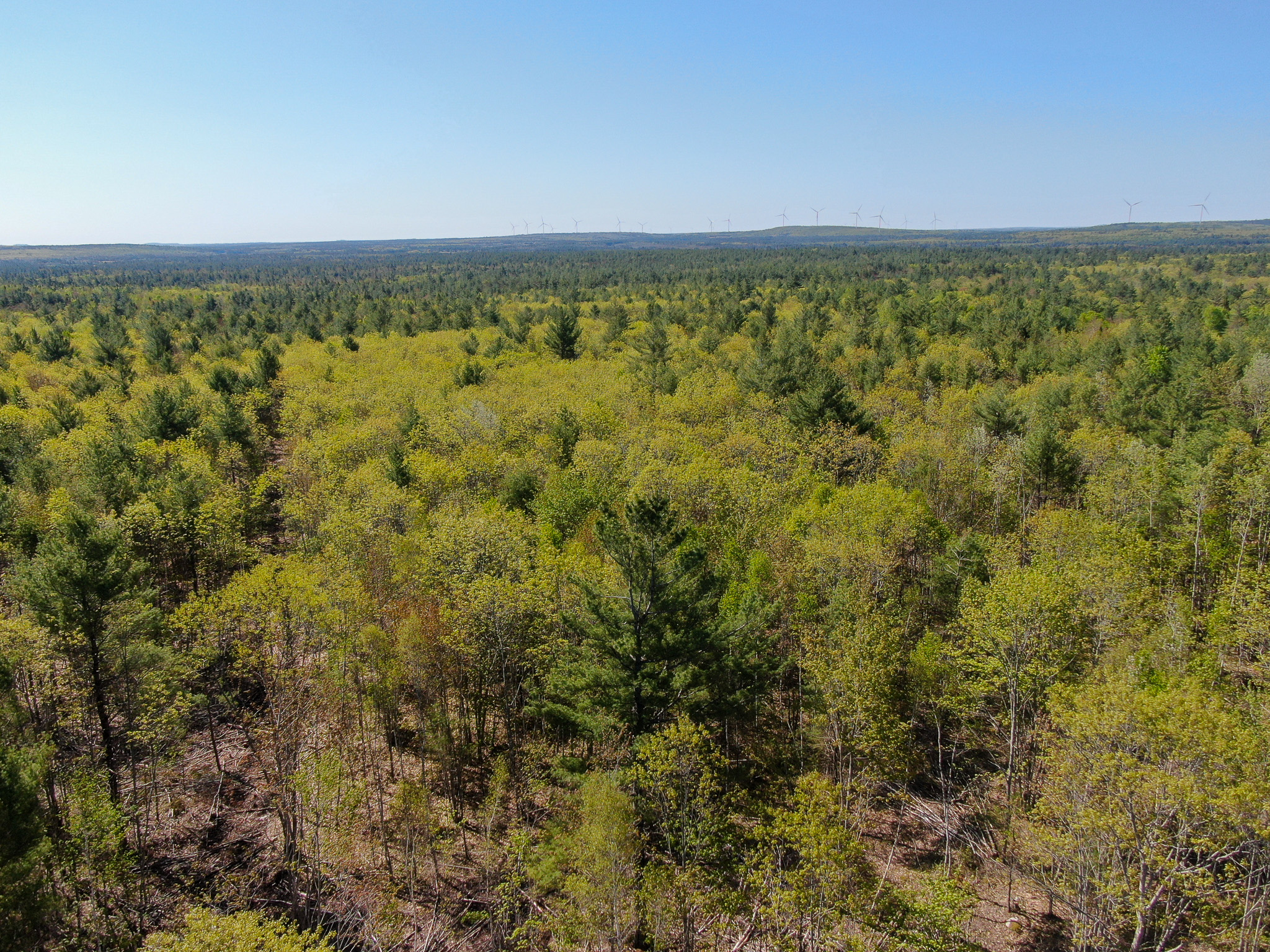 40 Acres of Affordable Maine Land