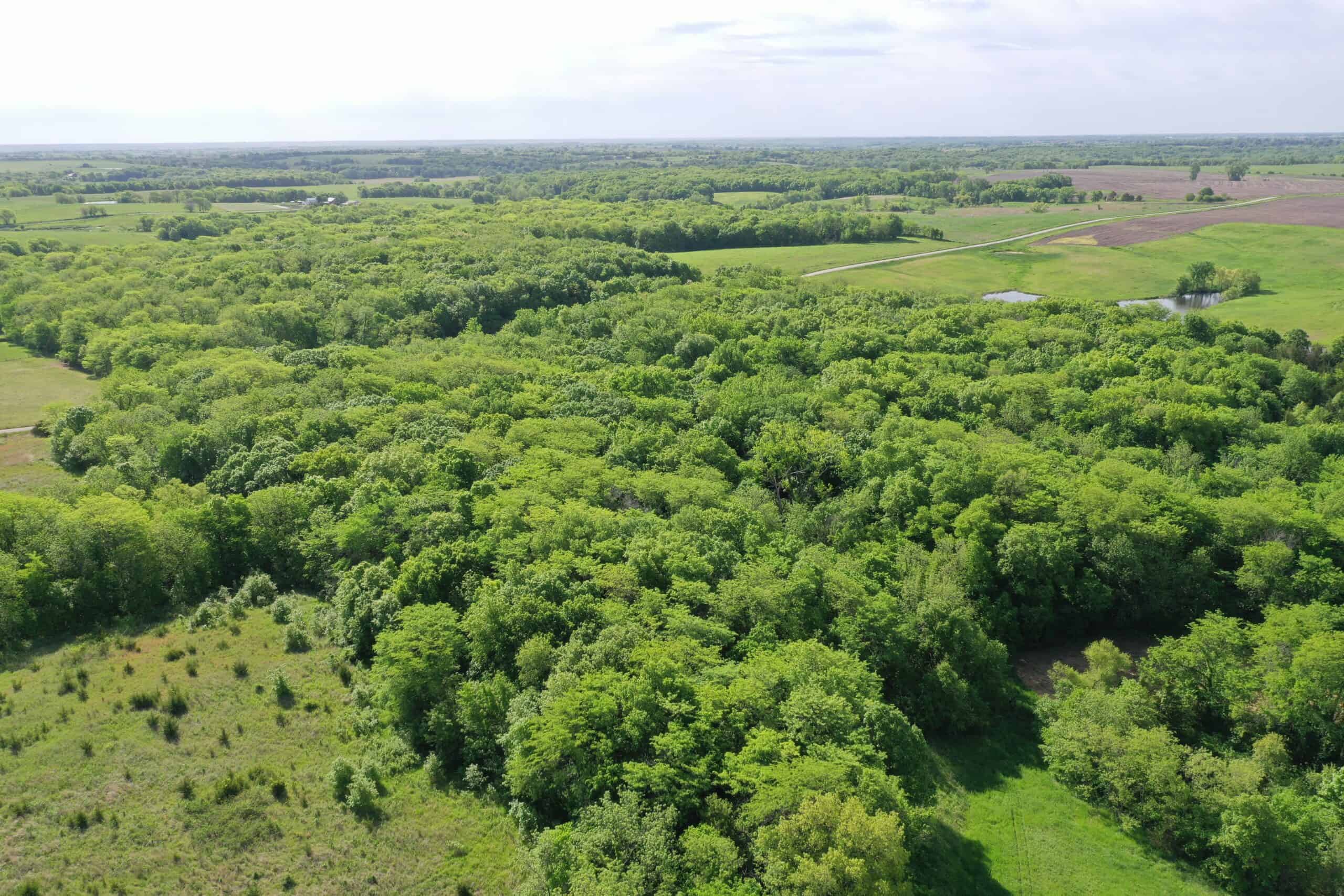 140 Acres m/l with CRP Income, Lake, and Prime Hunting