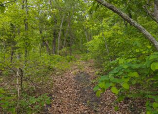 Above the Clouds: 24 Unrestricted Acres on Clinch Mountain with Views that Steal Your Breath Tennessee