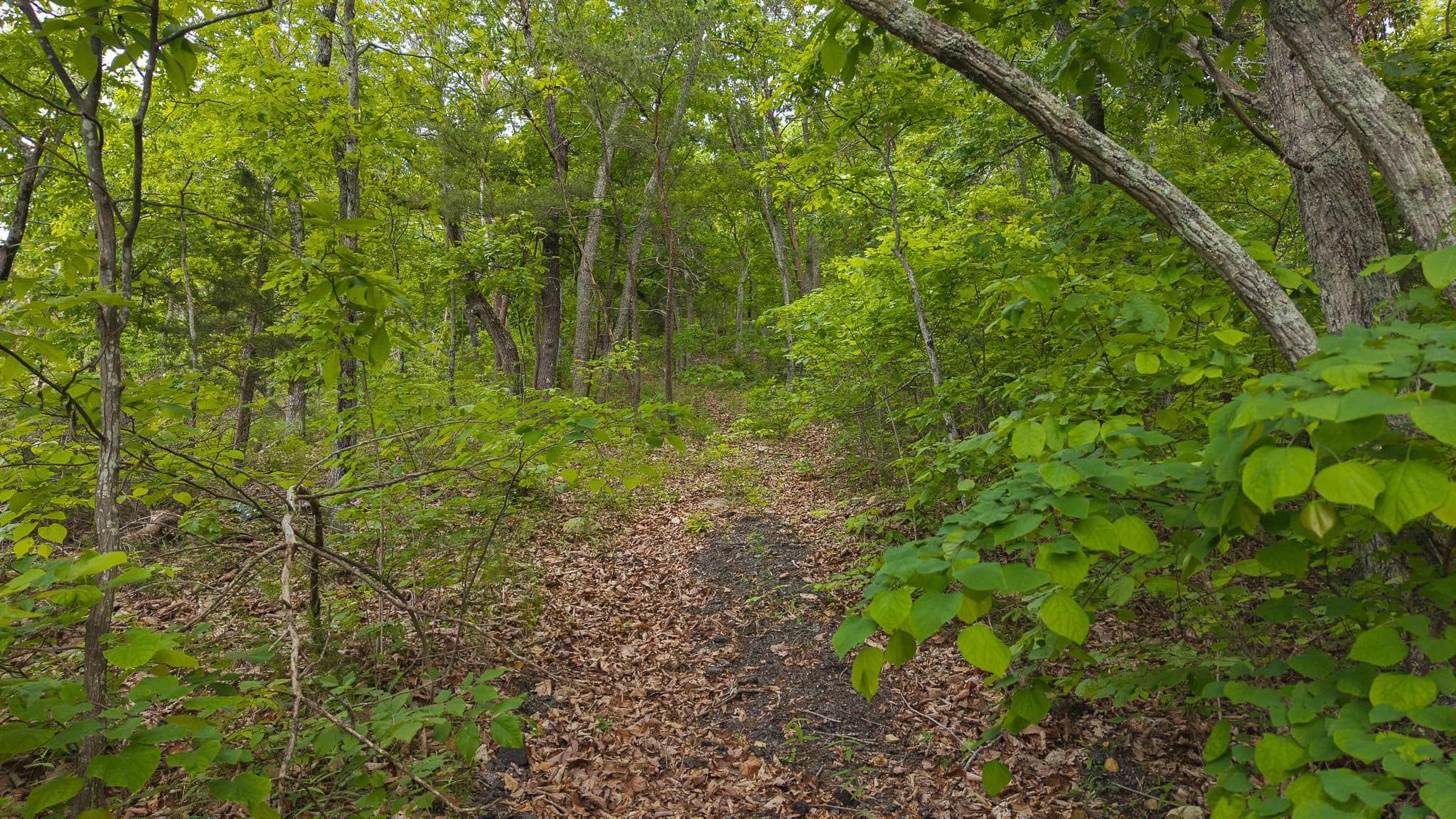 Above the Clouds: 24 Unrestricted Acres on Clinch Mountain with Views that Steal Your Breath Tennessee