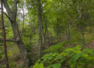 Above the Clouds: 24 Unrestricted Acres on Clinch Mountain with Views that Steal Your Breath Tennessee