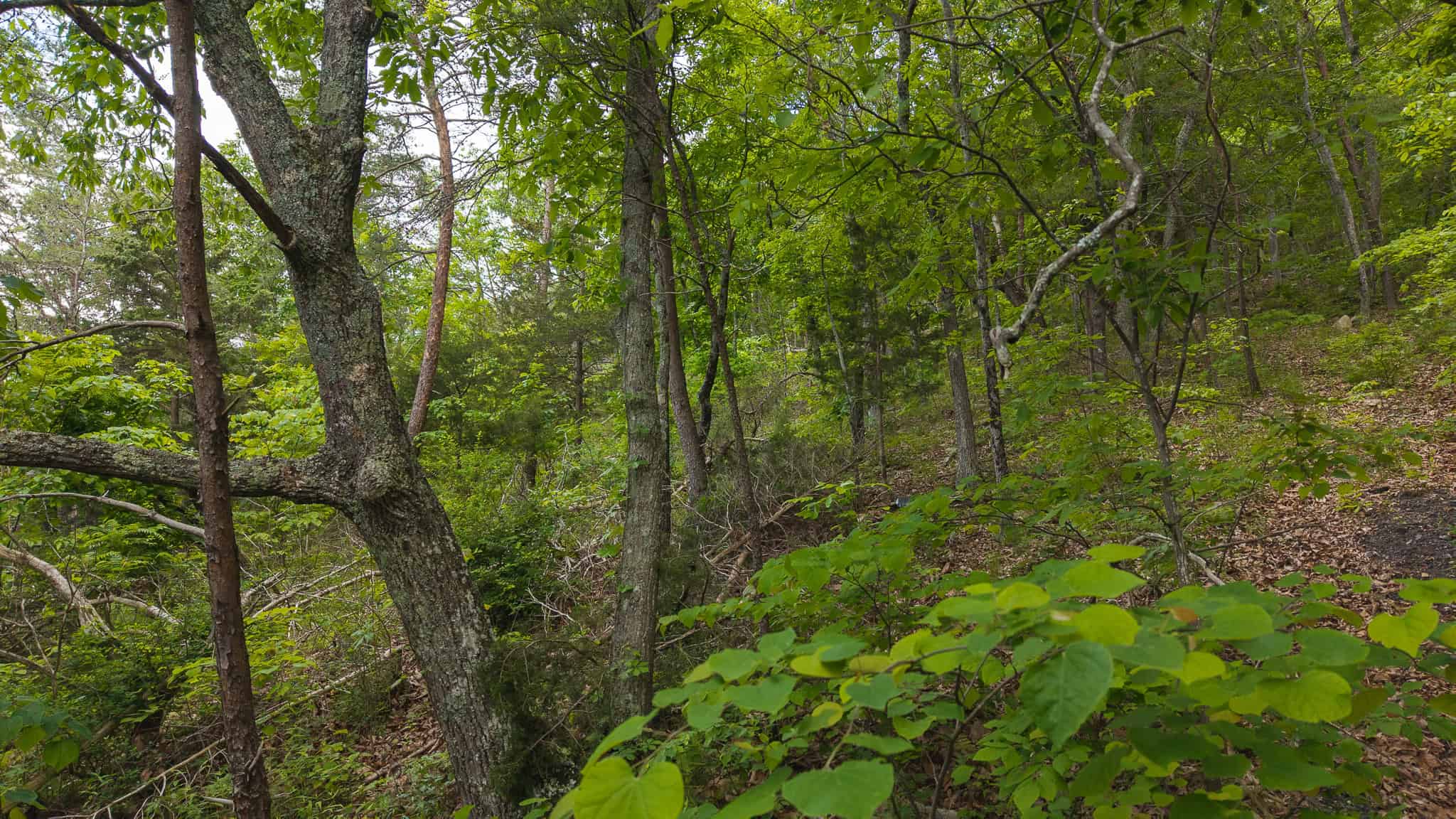 Above the Clouds: 24 Unrestricted Acres on Clinch Mountain with Views that Steal Your Breath Tennessee