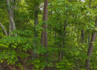 Above the Clouds: 24 Unrestricted Acres on Clinch Mountain with Views that Steal Your Breath Tennessee