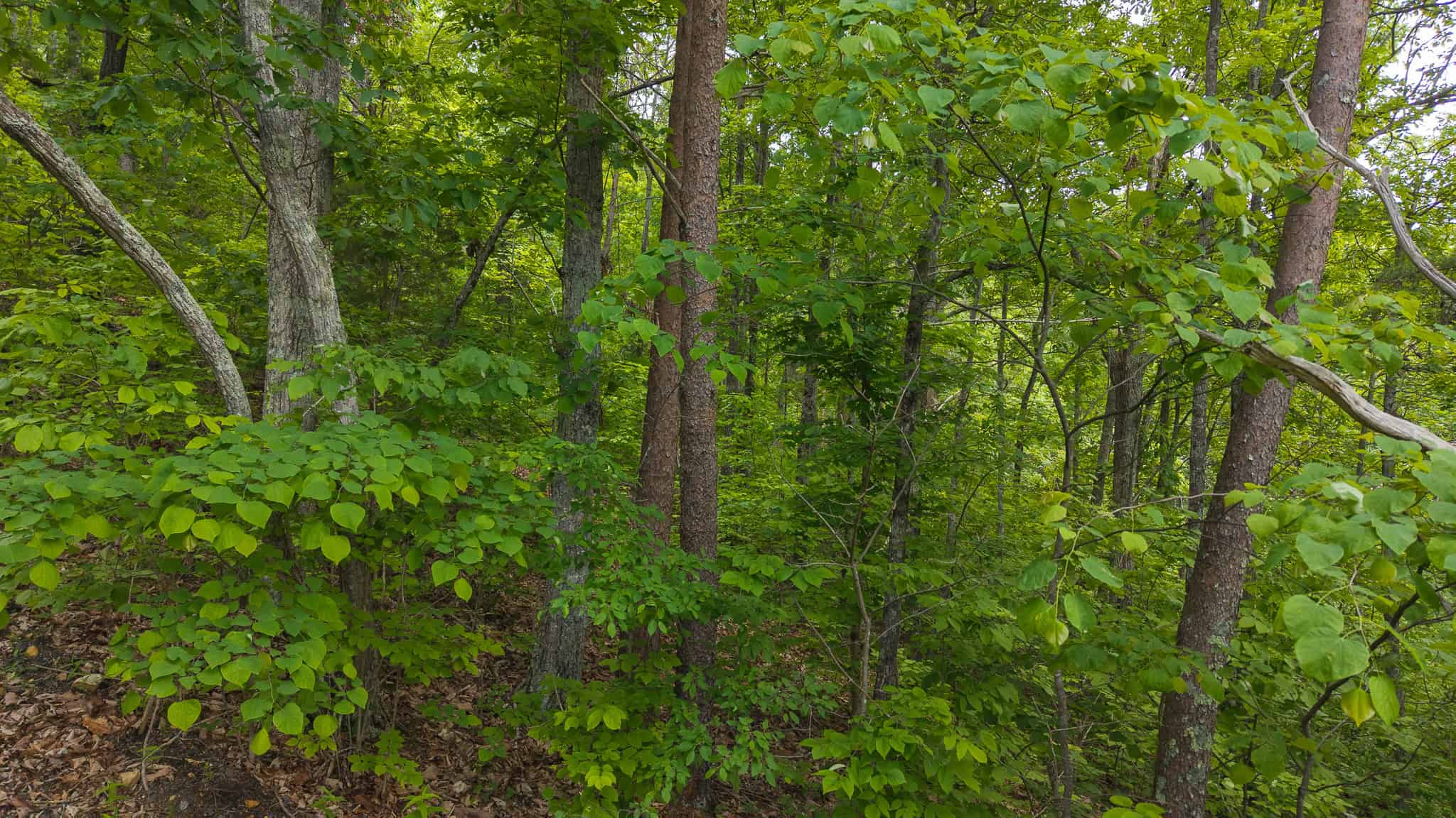 Above the Clouds: 24 Unrestricted Acres on Clinch Mountain with Views that Steal Your Breath Tennessee