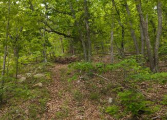 Above the Clouds: 24 Unrestricted Acres on Clinch Mountain with Views that Steal Your Breath Tennessee