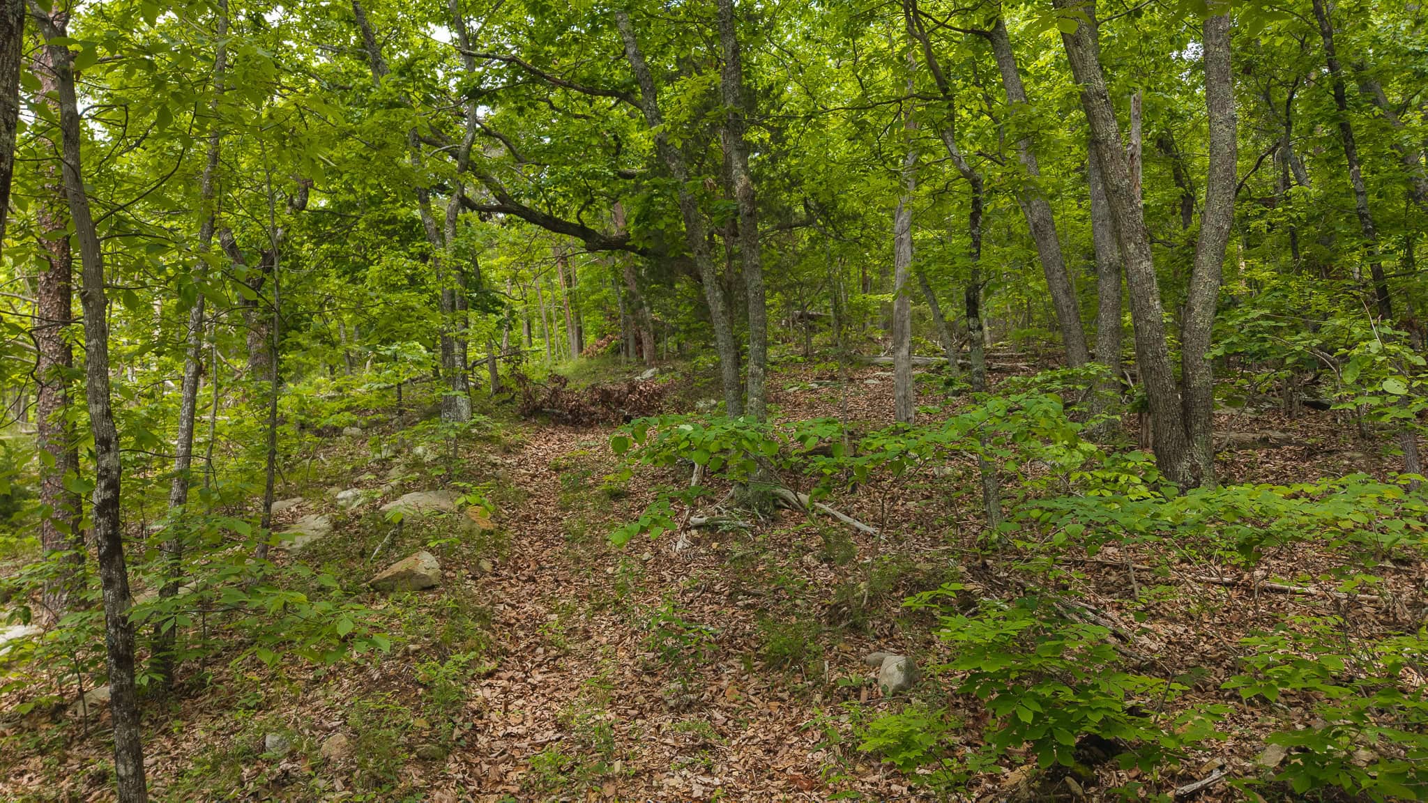 Above the Clouds: 24 Unrestricted Acres on Clinch Mountain with Views that Steal Your Breath Tennessee