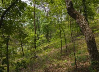 Above the Clouds: 24 Unrestricted Acres on Clinch Mountain with Views that Steal Your Breath Tennessee
