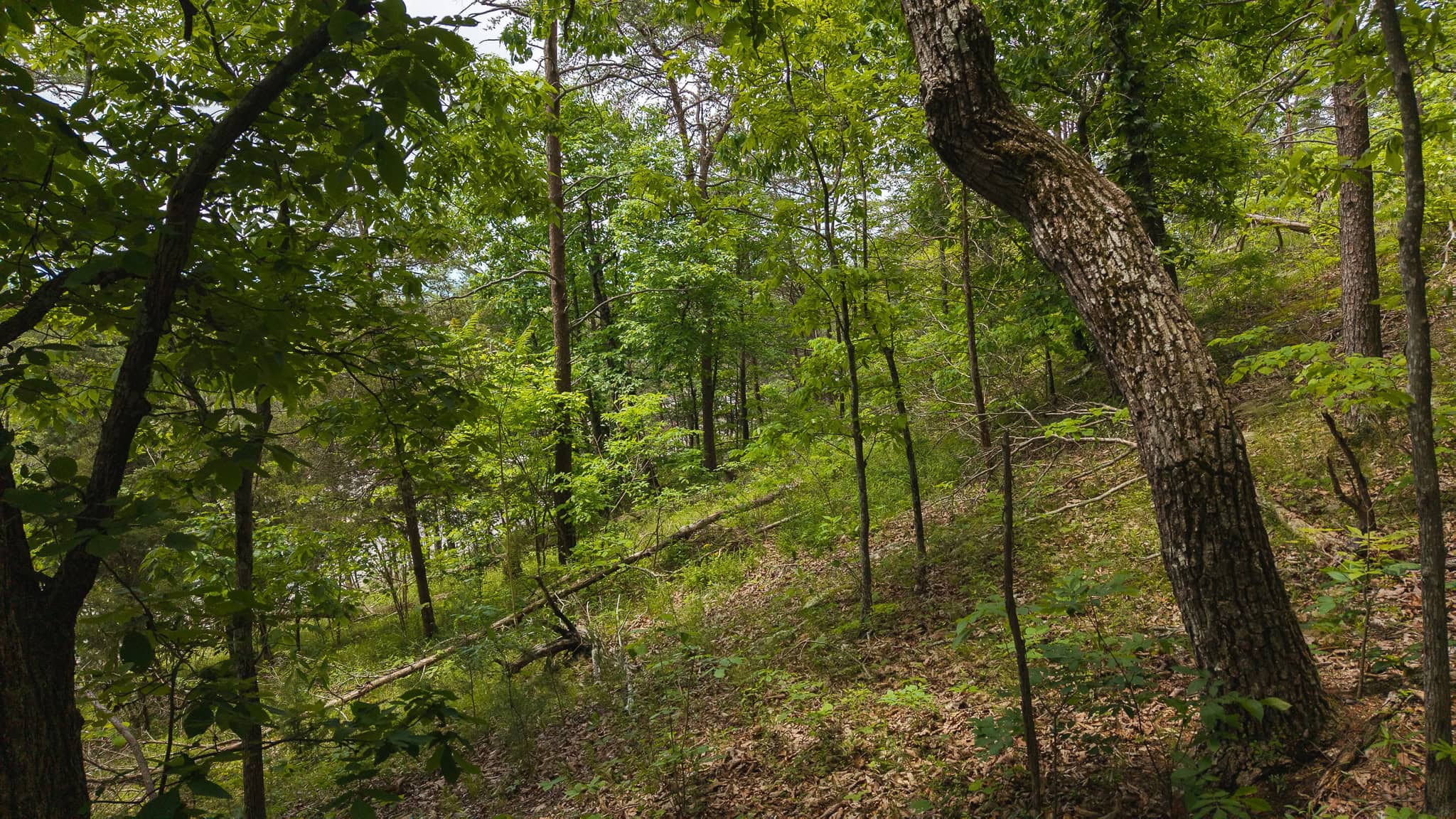 Above the Clouds: 24 Unrestricted Acres on Clinch Mountain with Views that Steal Your Breath Tennessee