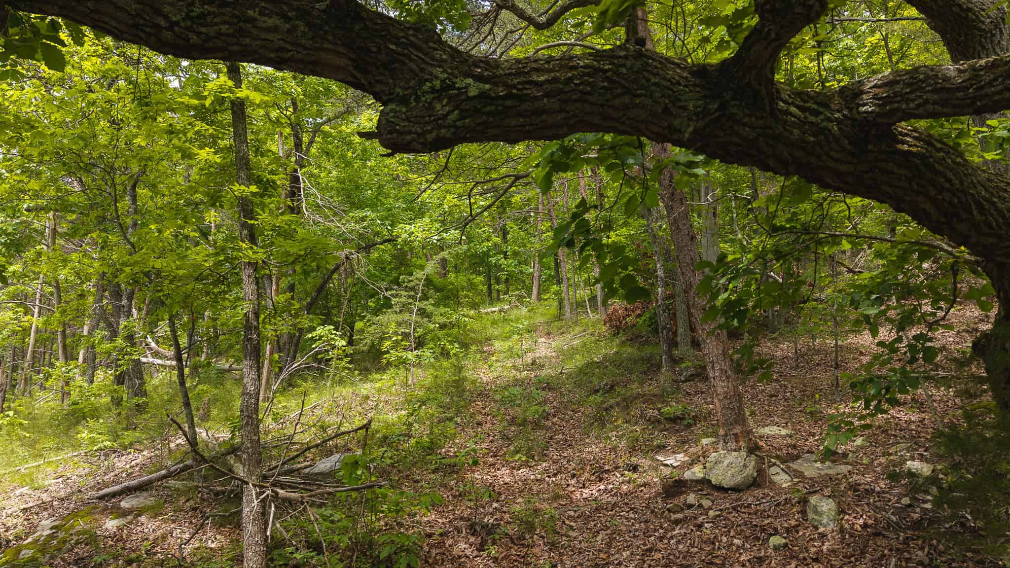 Above the Clouds: 24 Unrestricted Acres on Clinch Mountain with Views that Steal Your Breath Tennessee