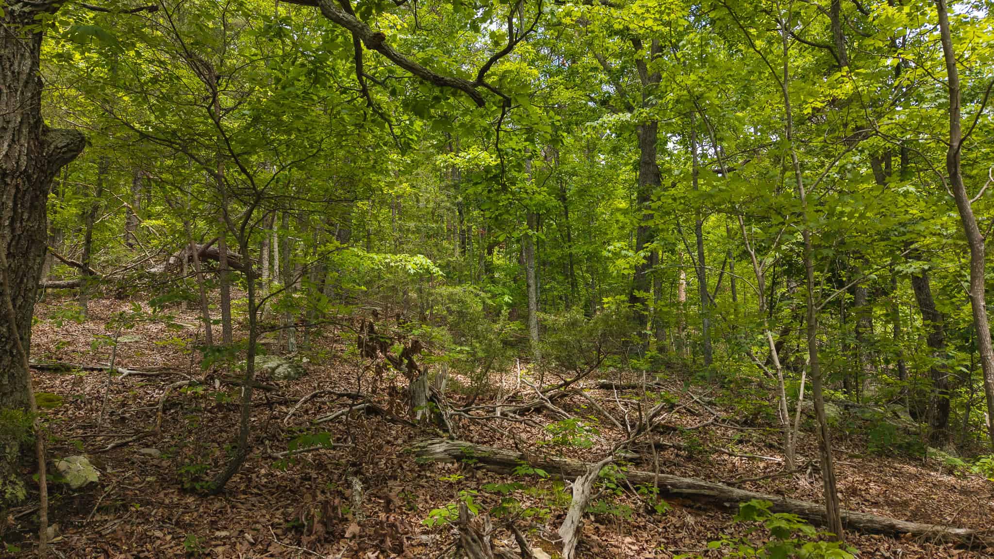 Above the Clouds: 24 Unrestricted Acres on Clinch Mountain with Views that Steal Your Breath Tennessee