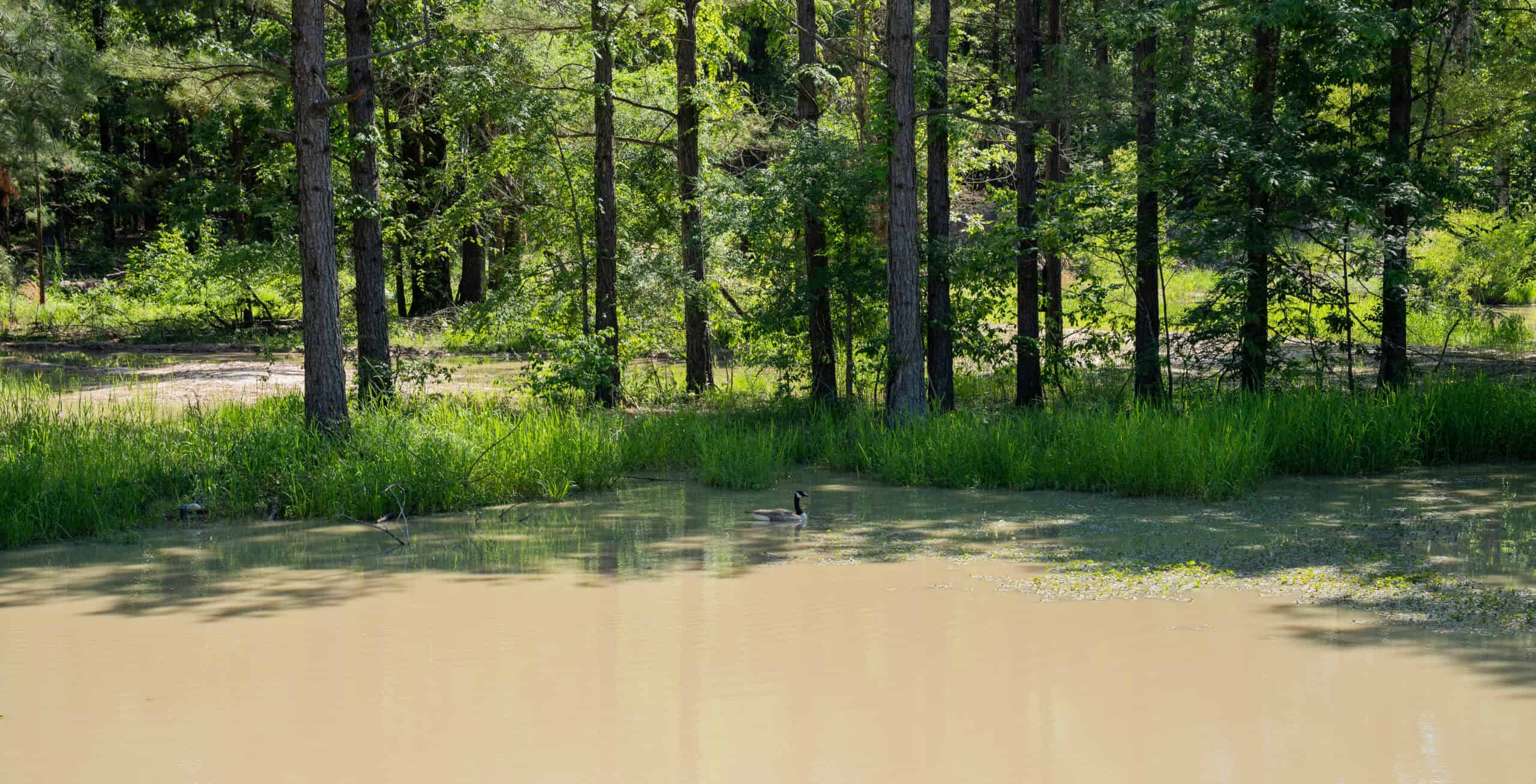 G4 Ranch – 235± Acres of Premier Hunting & Recreational Paradise in Red River County, Texas