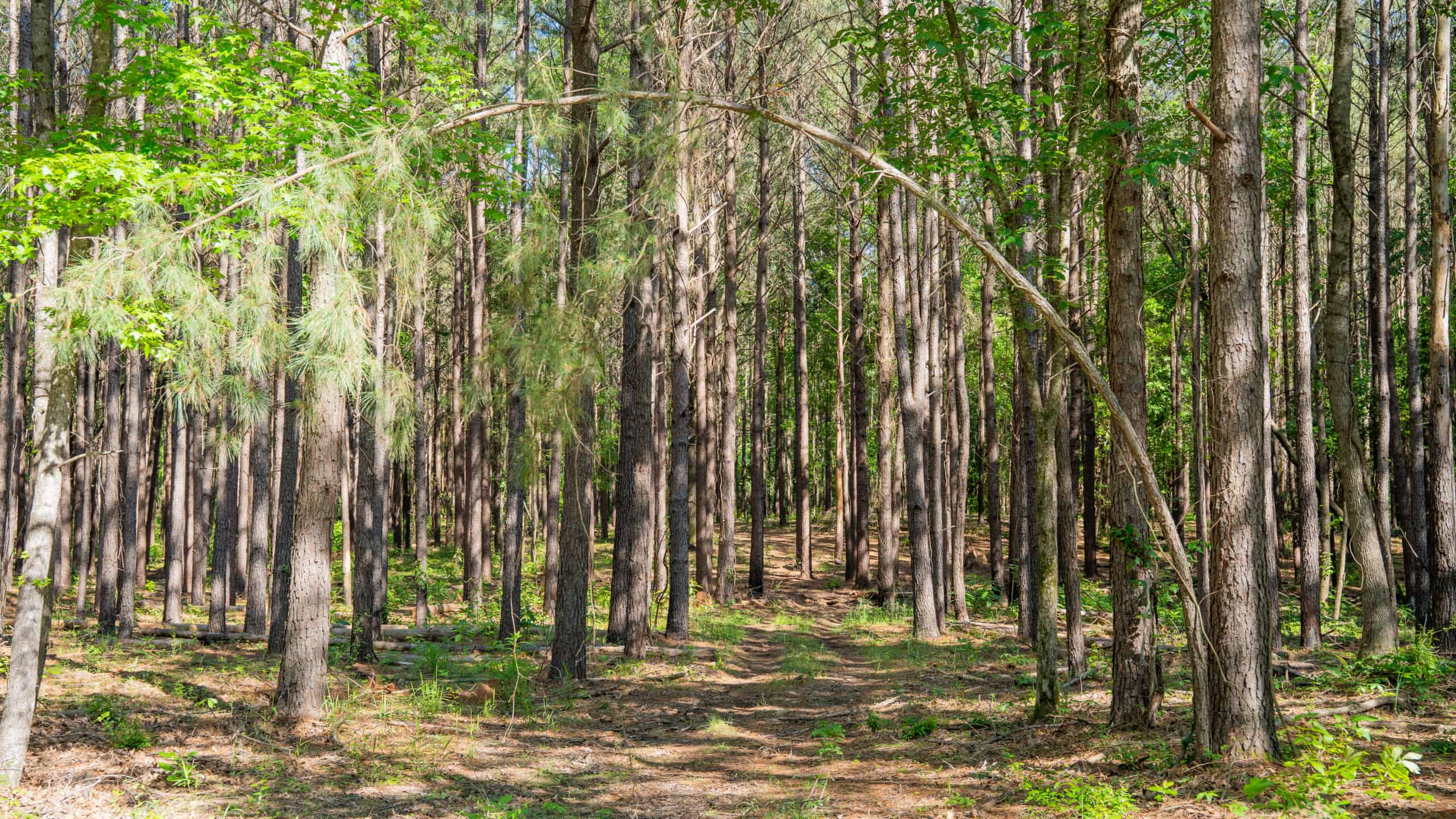G4 Ranch – 235± Acres of Premier Hunting & Recreational Paradise in Red River County, Texas