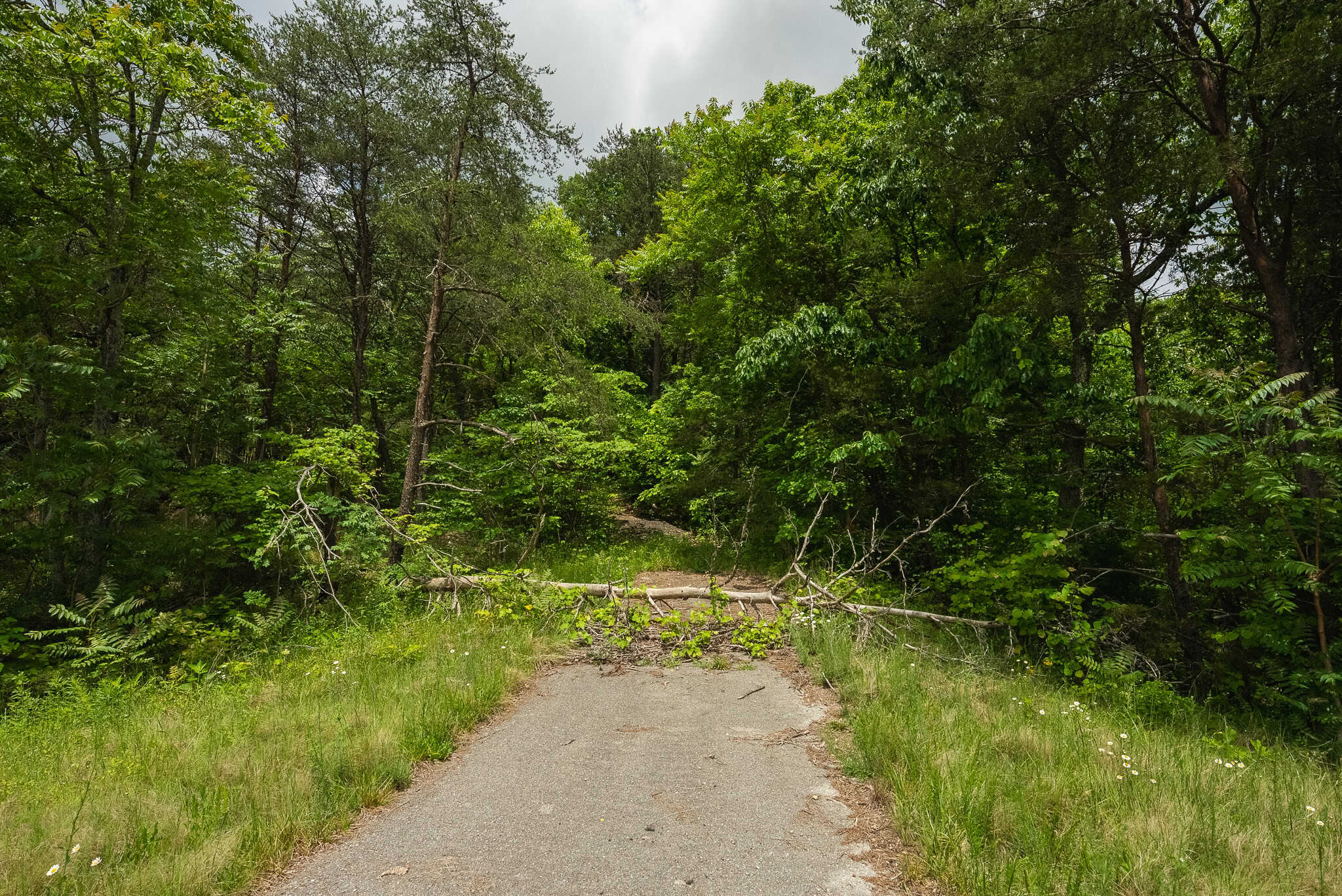 Above the Clouds: 24 Unrestricted Acres on Clinch Mountain with Views that Steal Your Breath Tennessee
