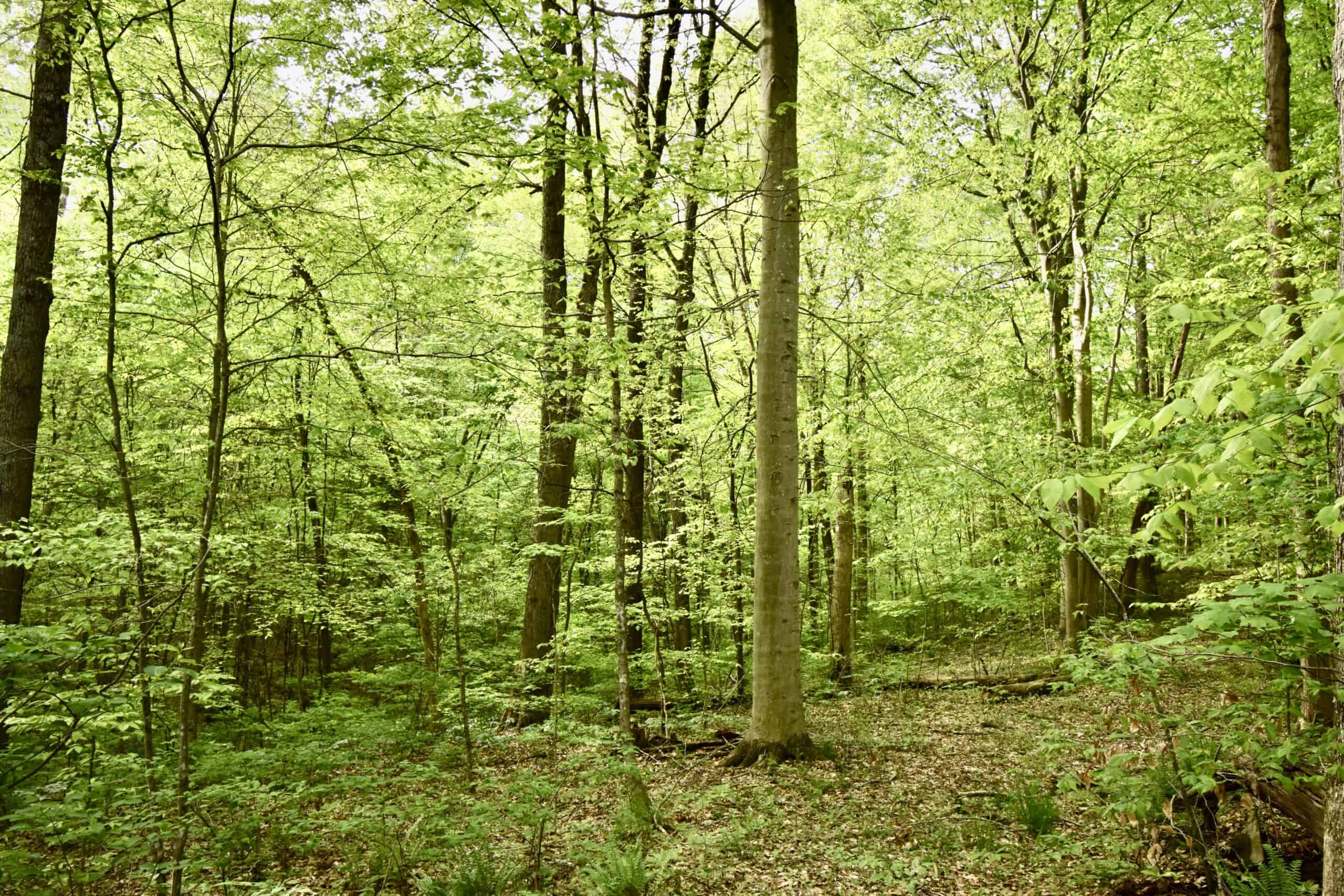 Crawford County 40 Acres- Southern Indiana Real Estate