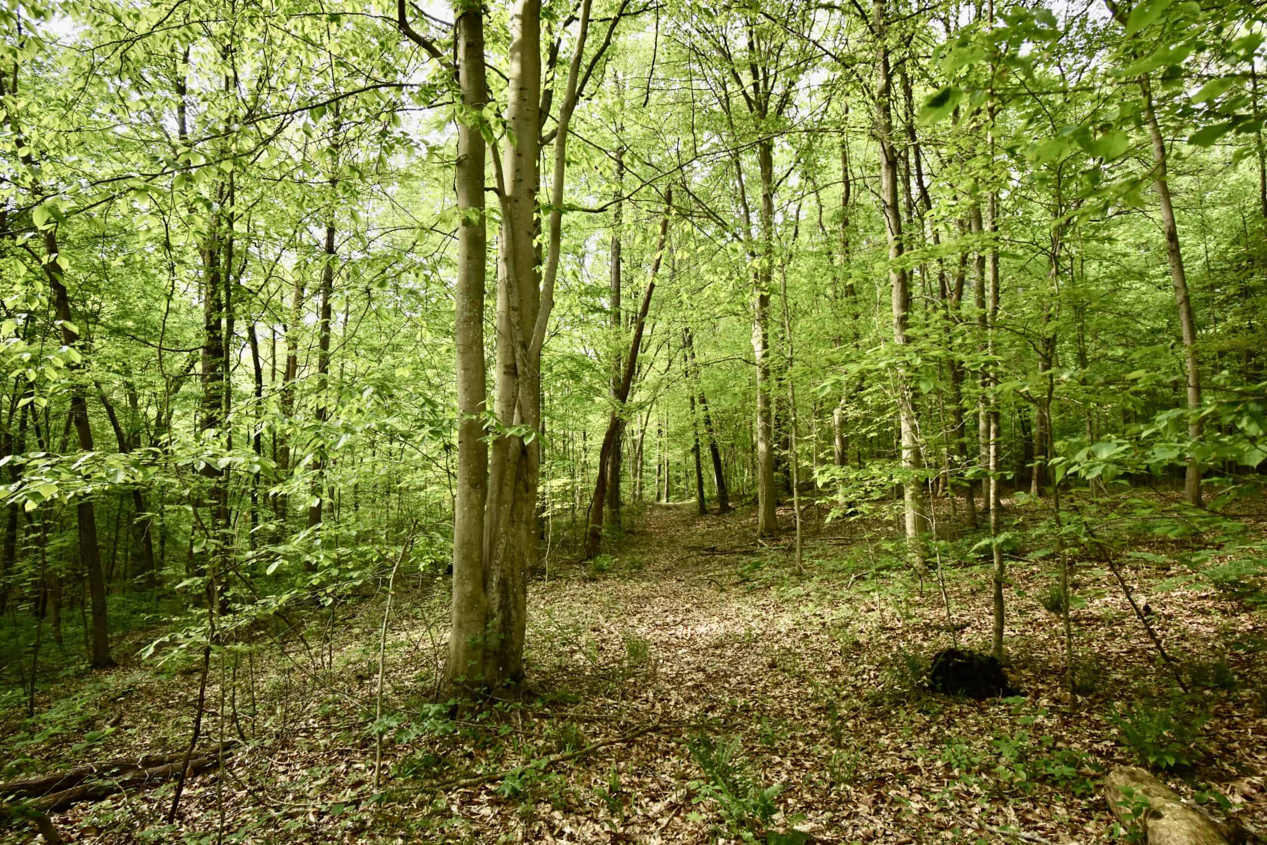 Crawford County 40 Acres- Southern Indiana Real Estate