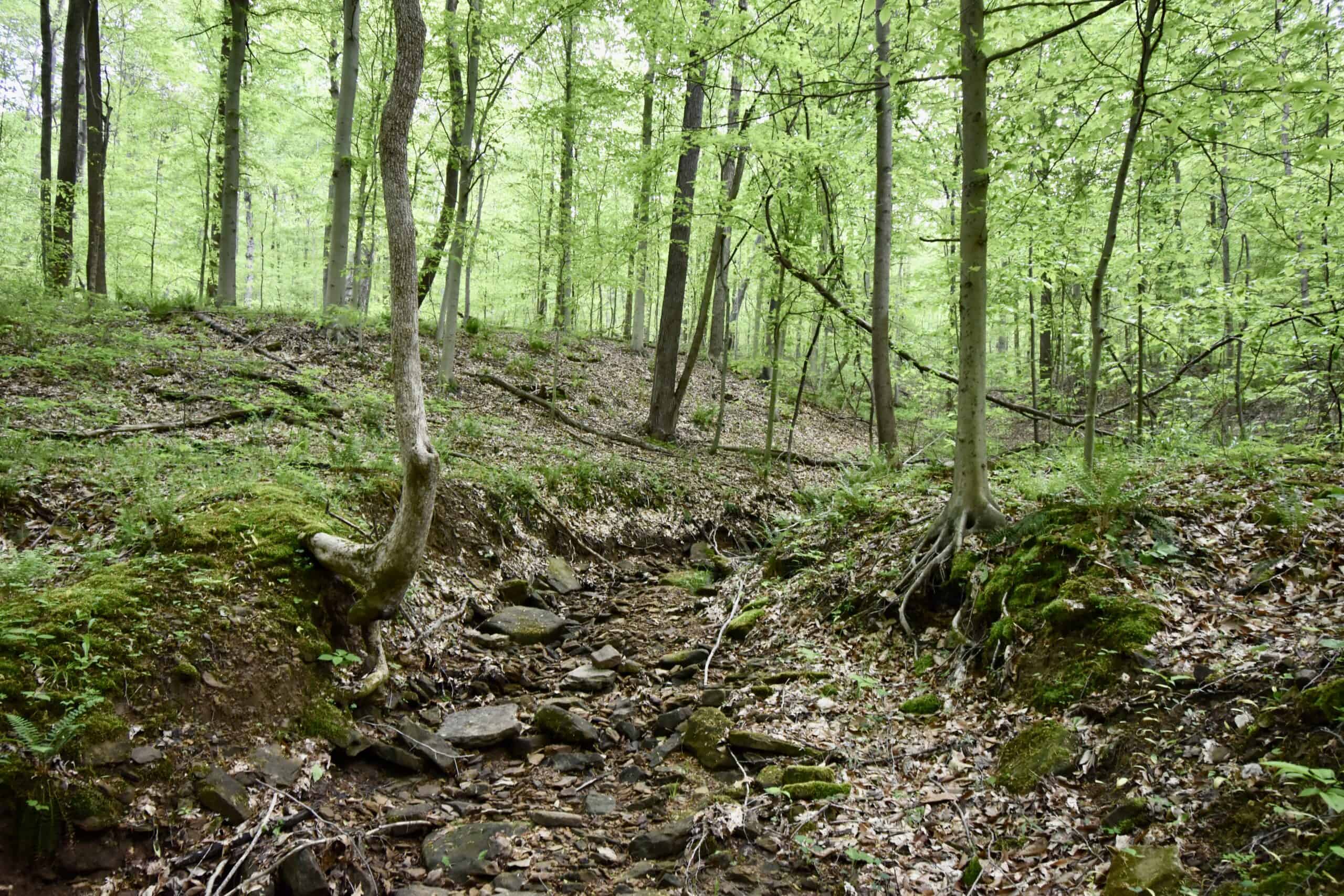 Crawford County 40 Acres- Southern Indiana Real Estate