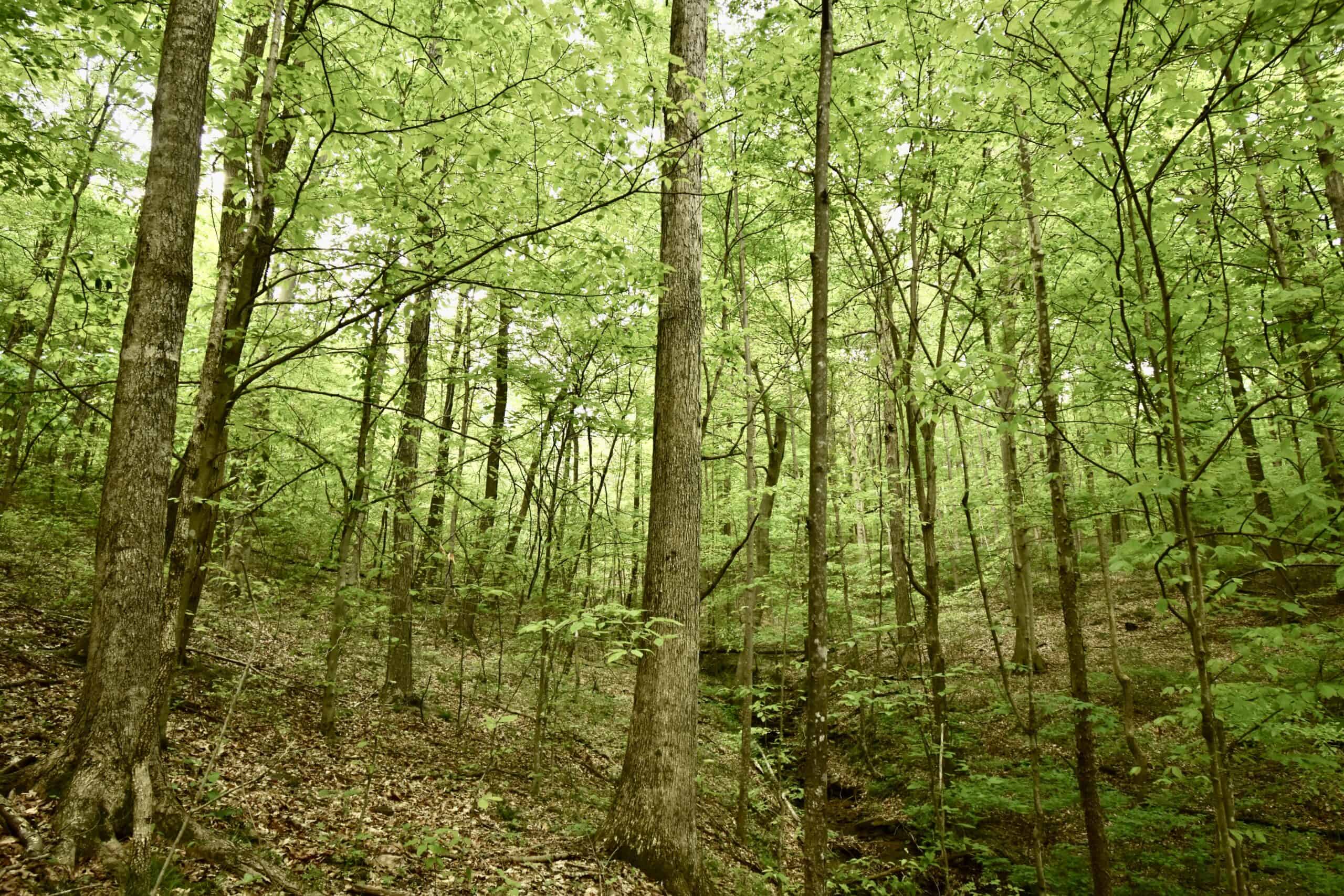 Crawford County 40 Acres- Southern Indiana Real Estate