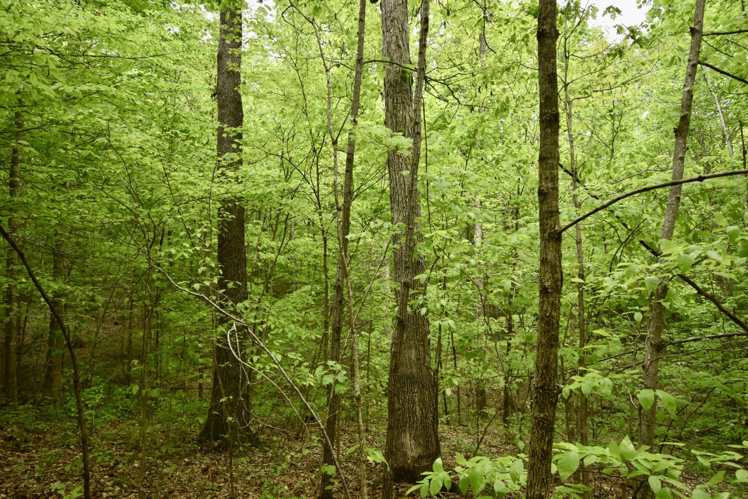 Crawford County 40 Acres- Southern Indiana Real Estate