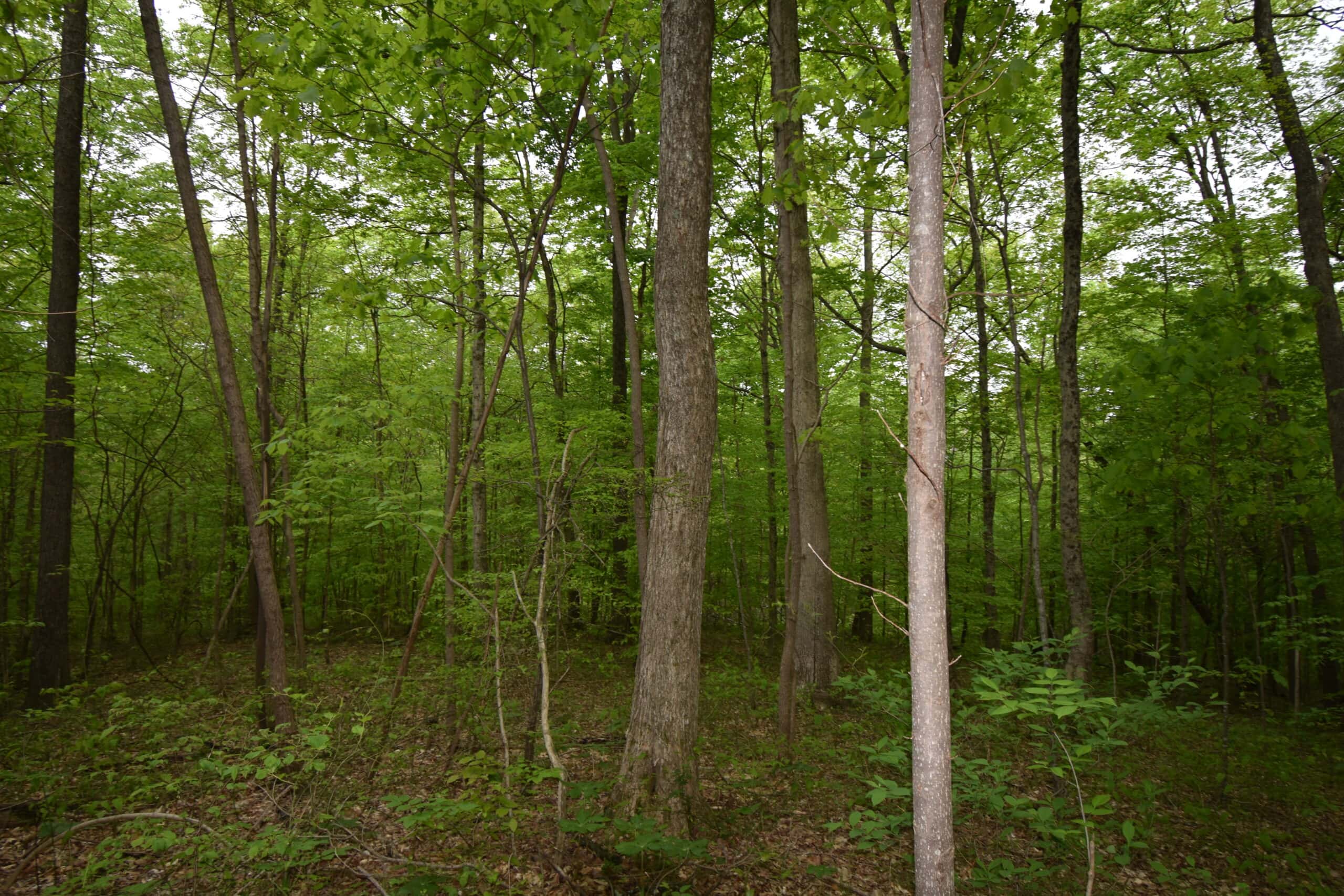 Crawford County 40 Acres- Southern Indiana Real Estate