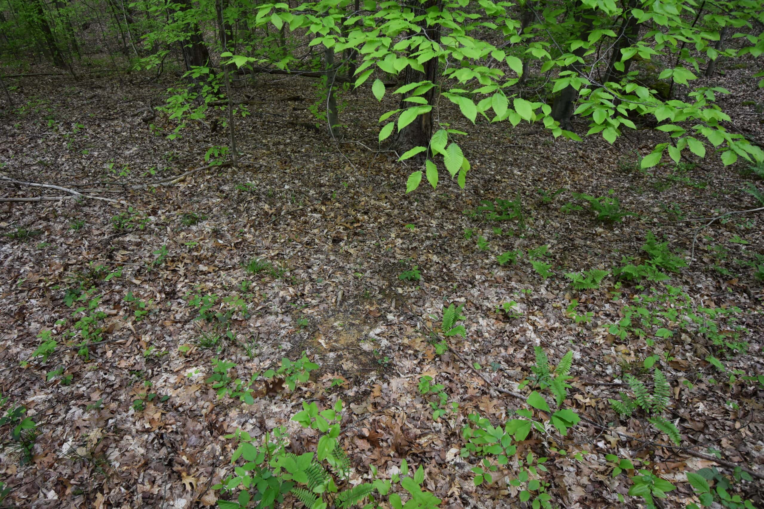 Crawford County 40 Acres- Southern Indiana Real Estate