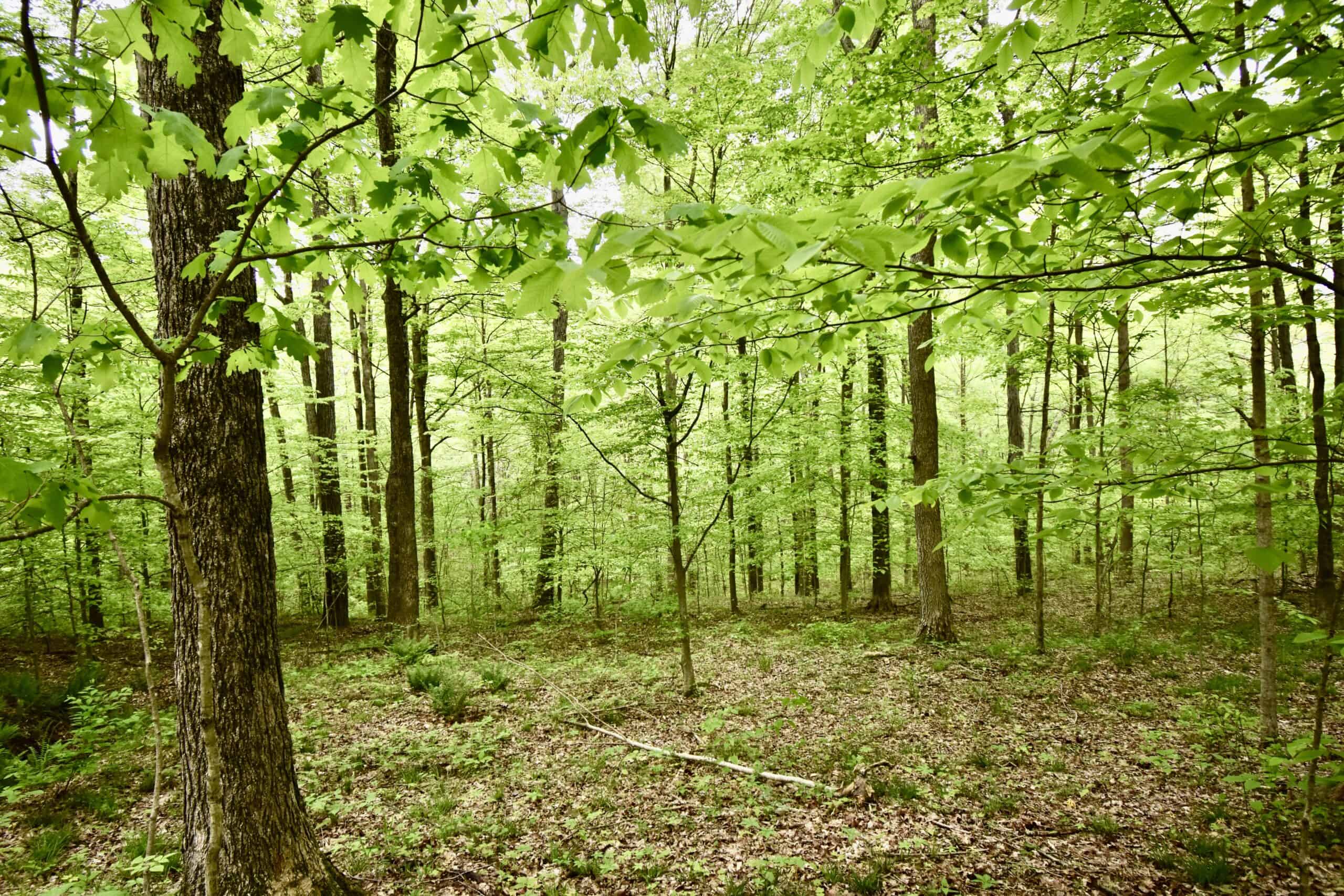 Crawford County 40 Acres- Southern Indiana Real Estate