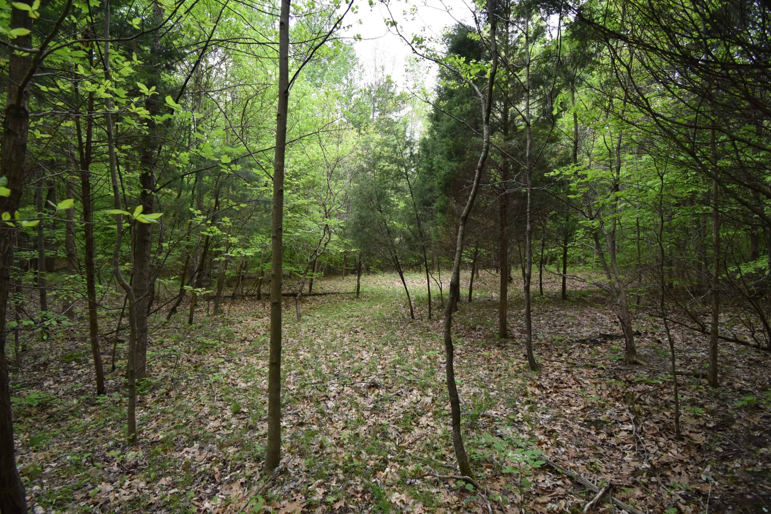 Crawford County 40 Acres- Southern Indiana Real Estate