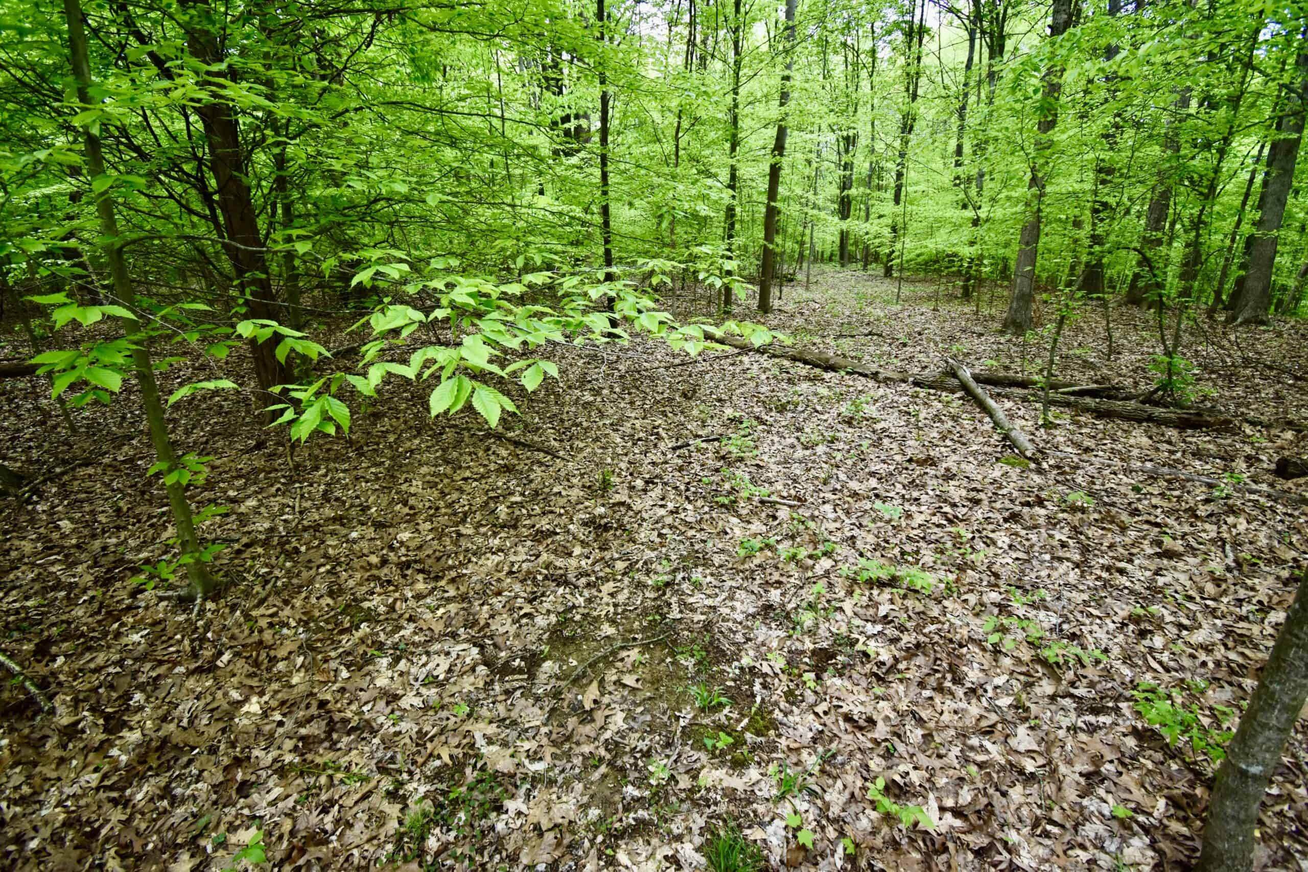 Crawford County 40 Acres- Southern Indiana Real Estate