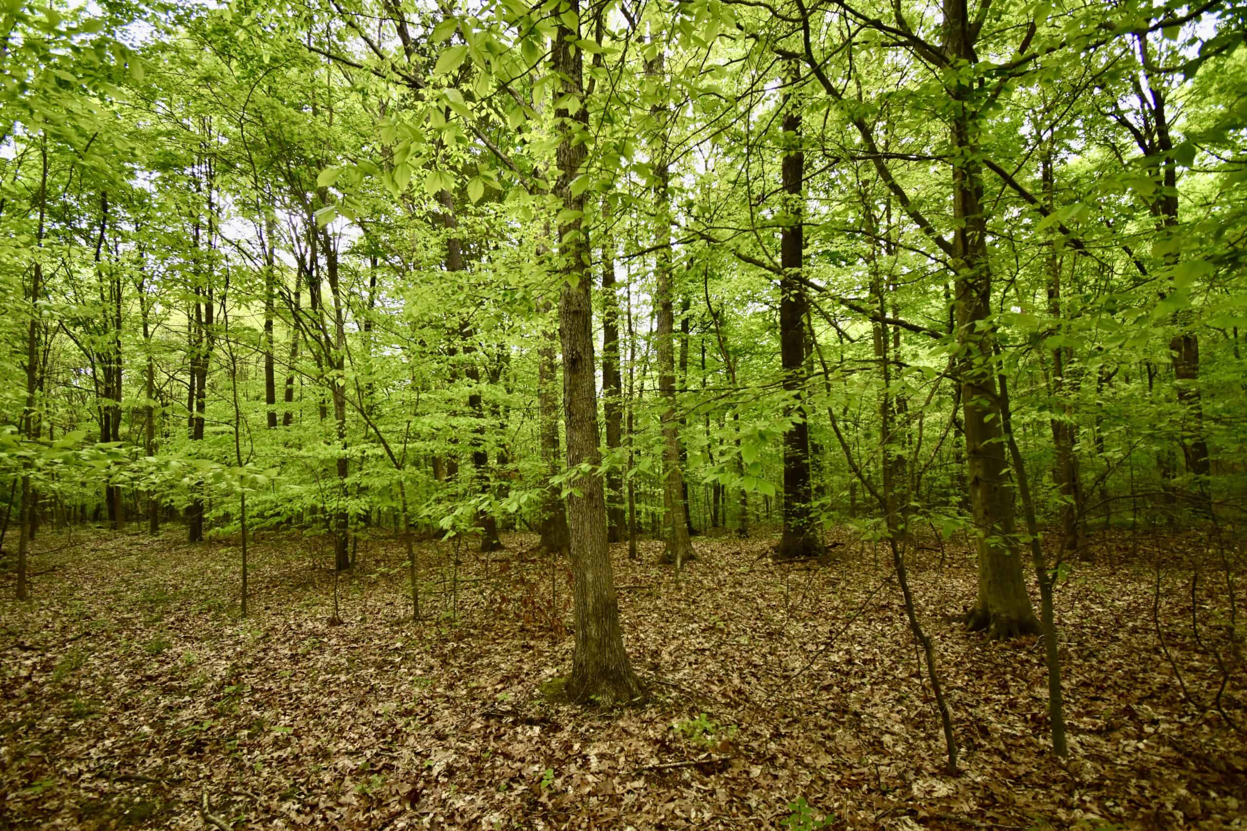 Crawford County 40 Acres- Southern Indiana Real Estate