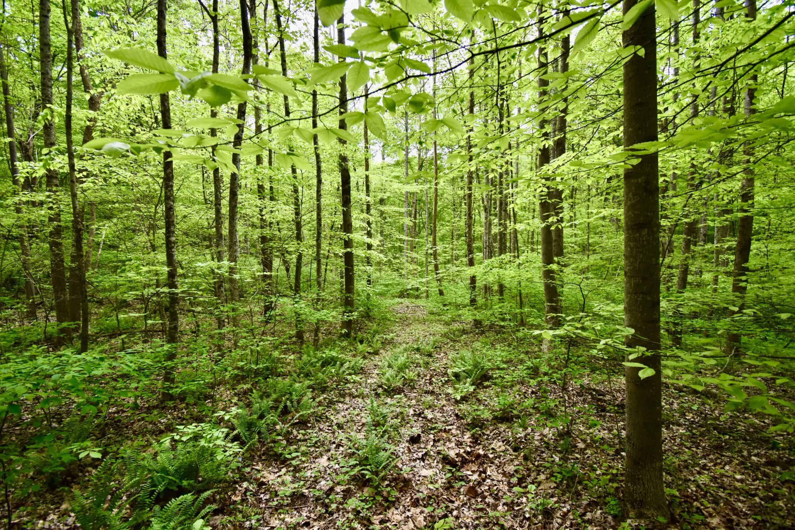 Crawford County 40 Acres- Southern Indiana Real Estate