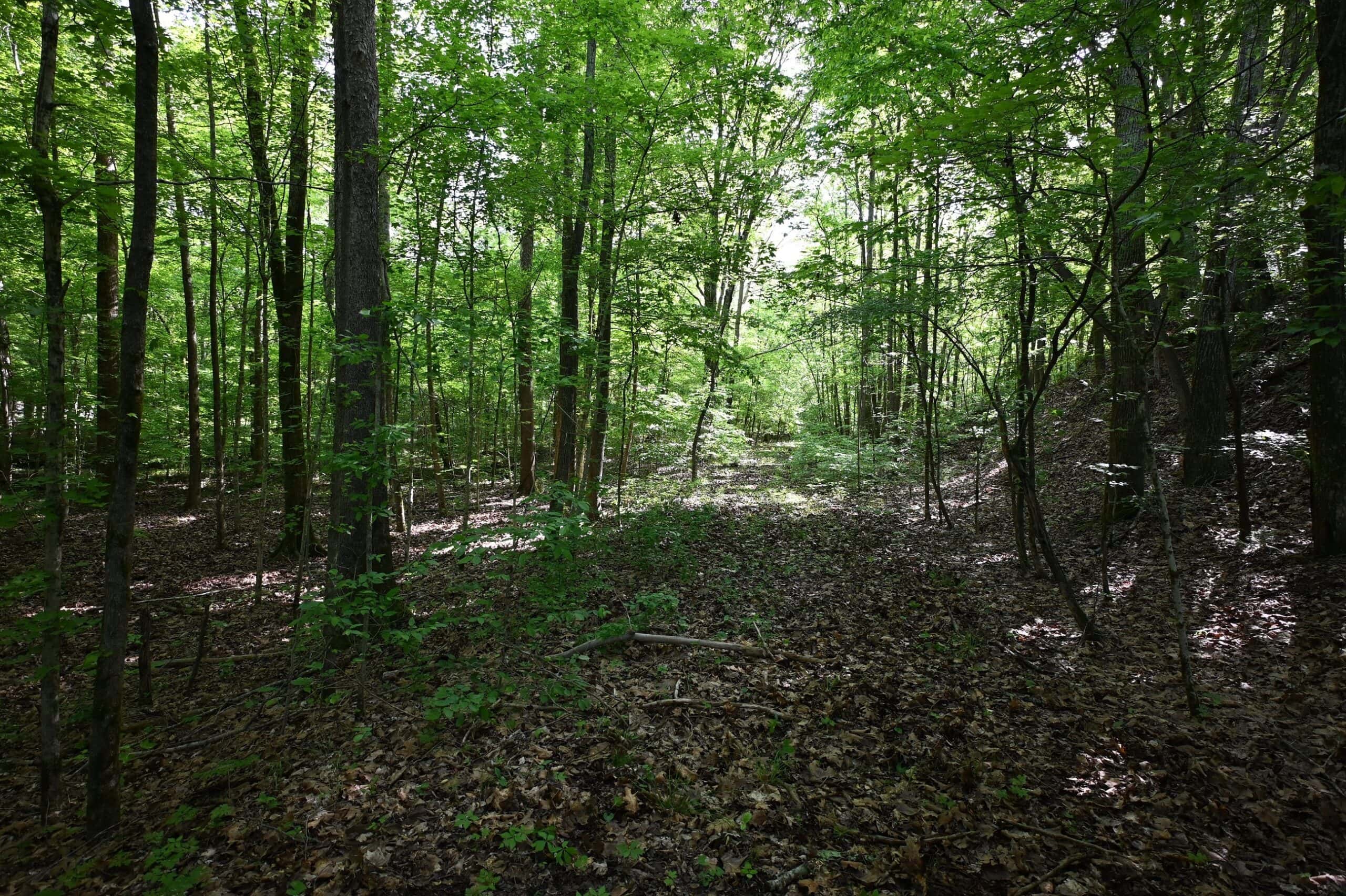 LAND FOR SALE IN TN, 95 AC+/-, CREEKS, HARDWOODS, HUNTING