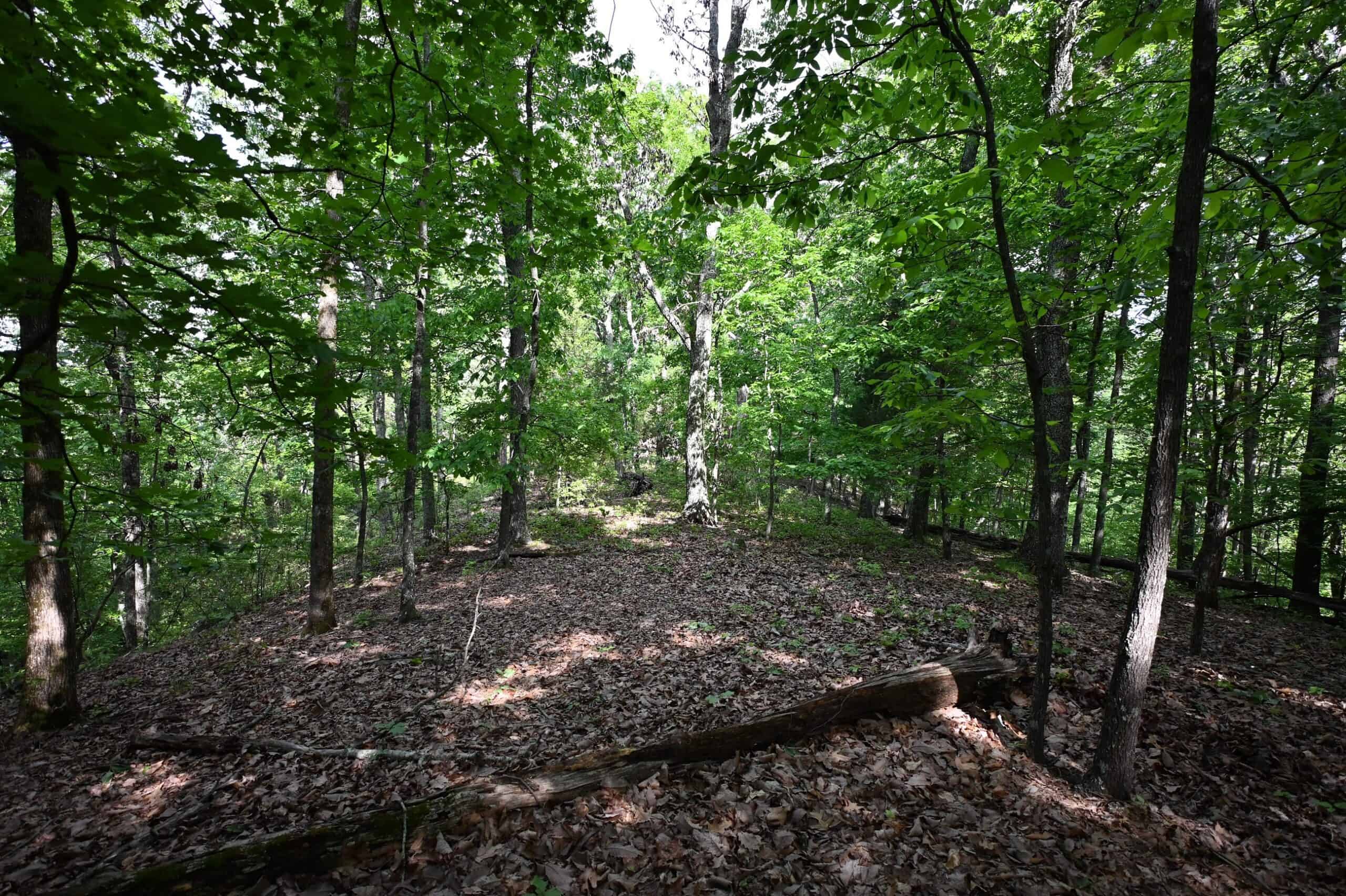 LAND FOR SALE IN TN, 95 AC+/-, CREEKS, HARDWOODS, HUNTING