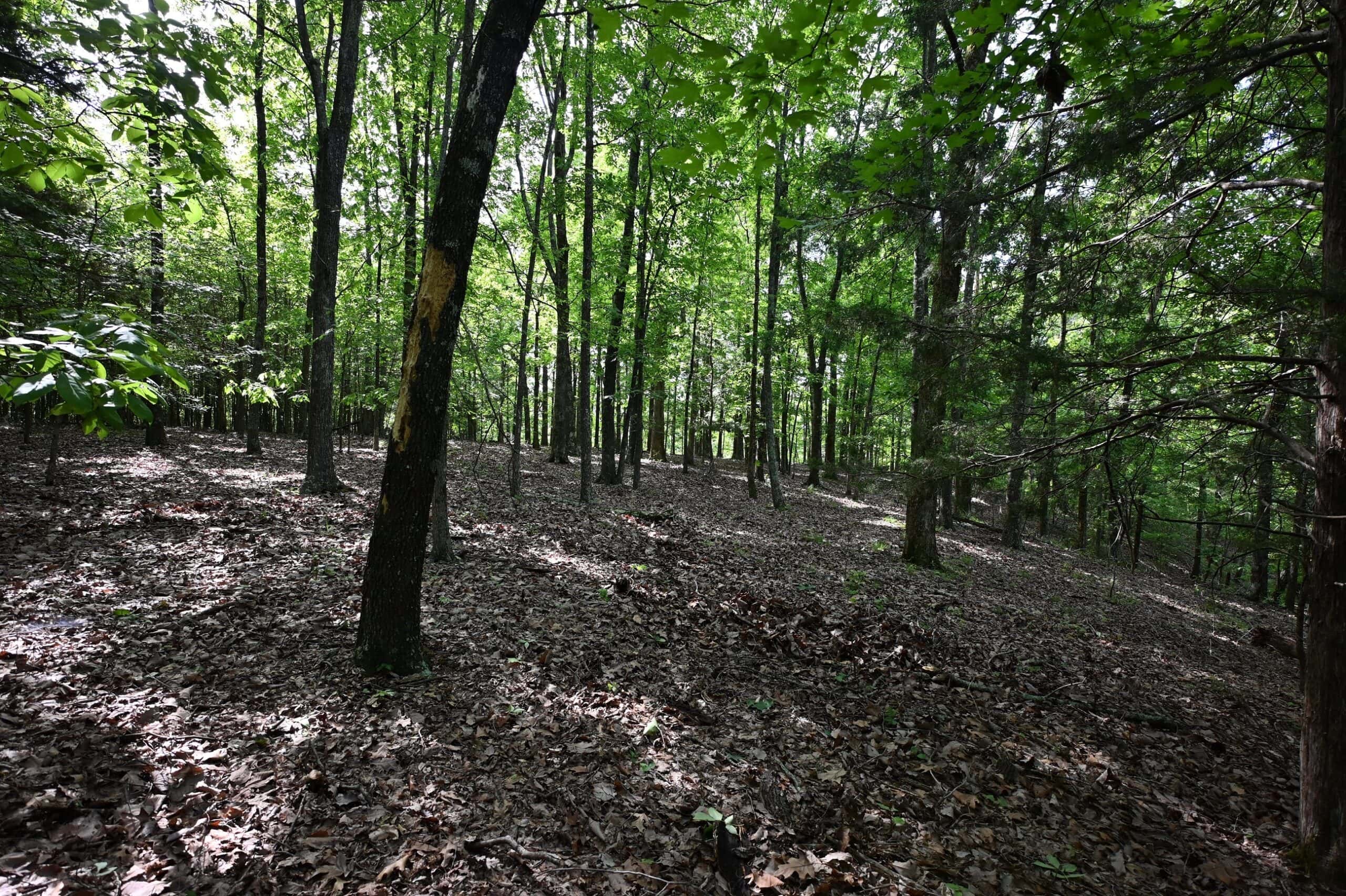 LAND FOR SALE IN TN, 95 AC+/-, CREEKS, HARDWOODS, HUNTING
