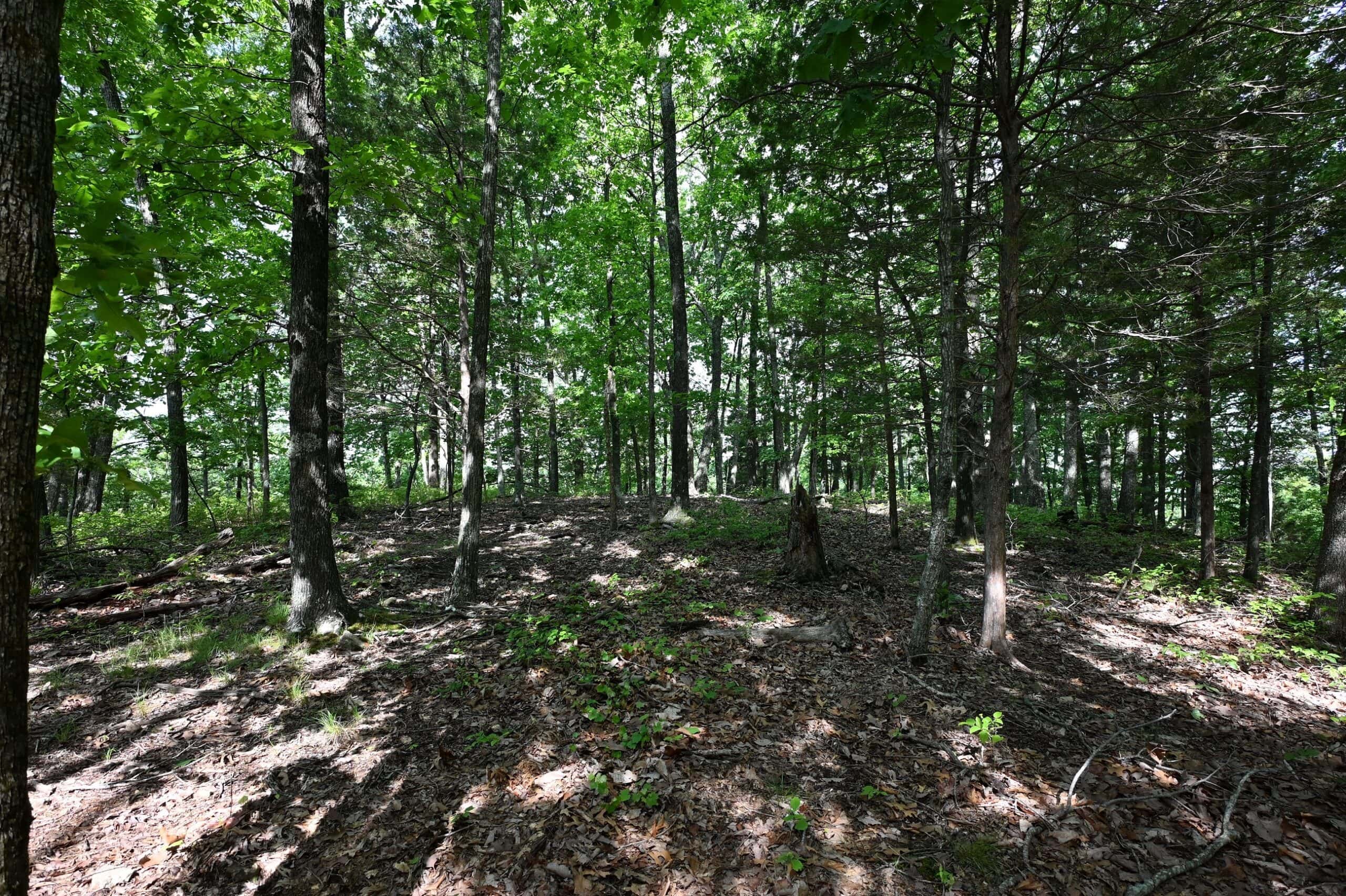 LAND FOR SALE IN TN, 95 AC+/-, CREEKS, HARDWOODS, HUNTING