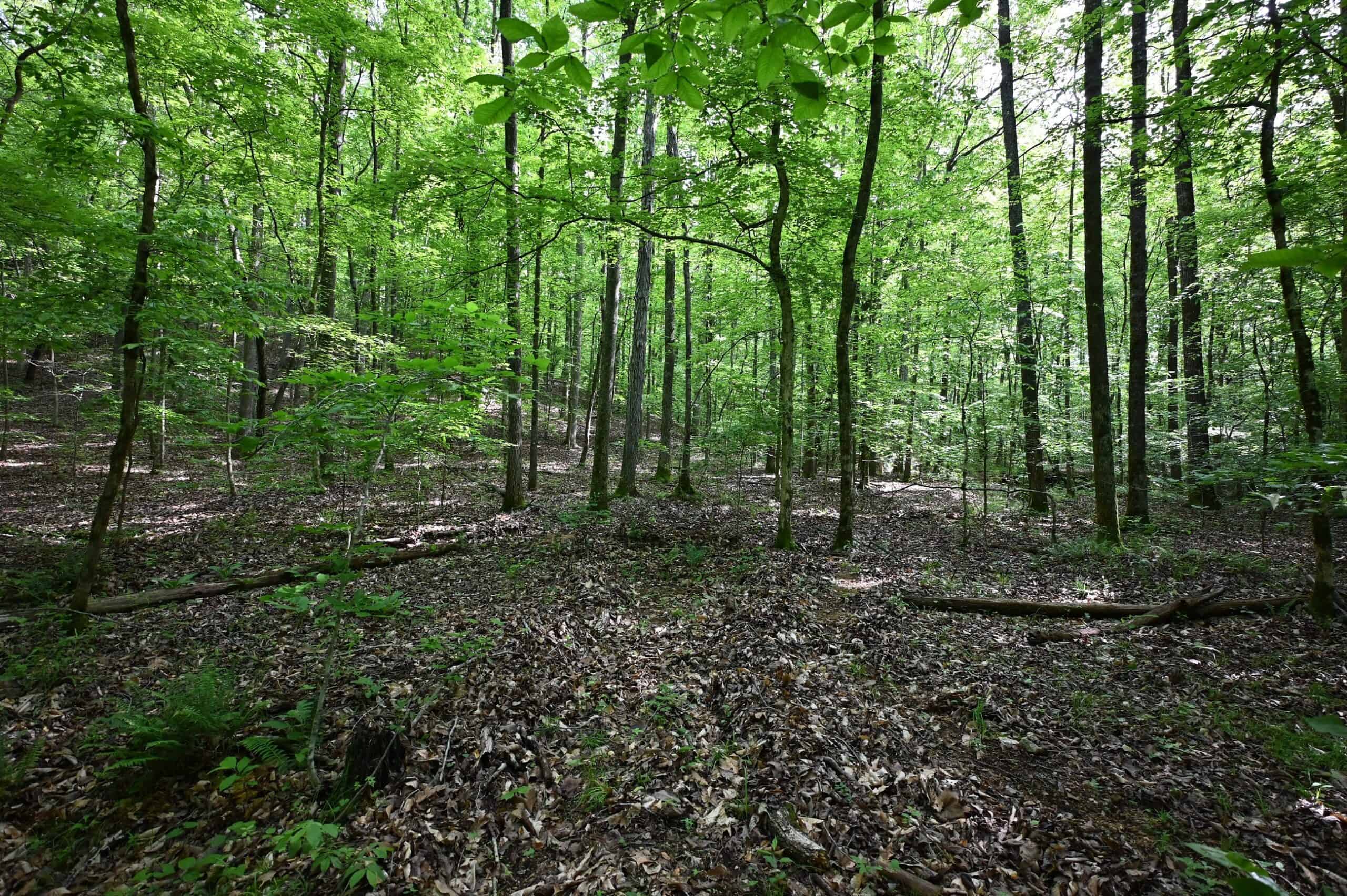 LAND FOR SALE IN TN, 95 AC+/-, CREEKS, HARDWOODS, HUNTING